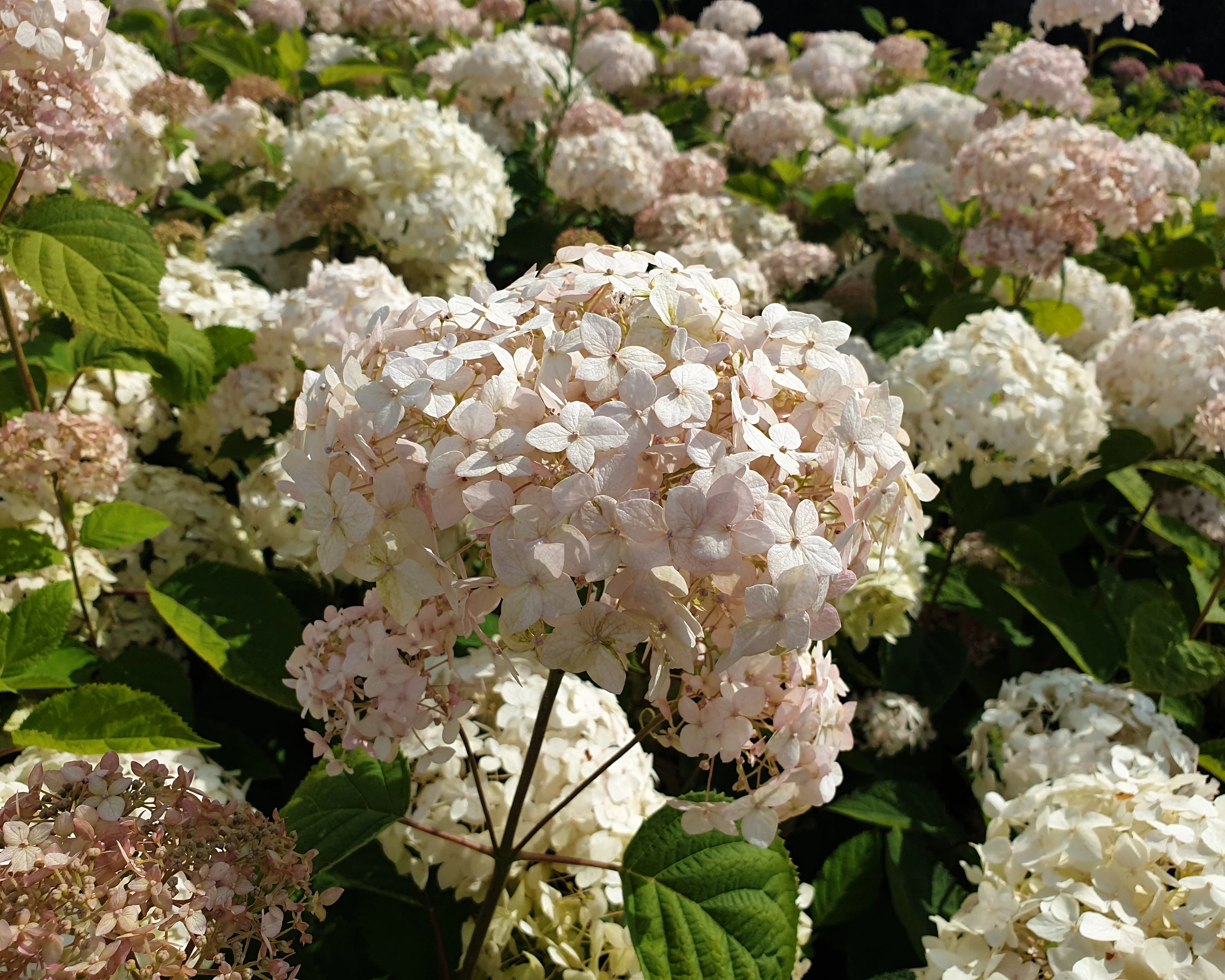 Hydrangea 'Candybelle Marshmallow' - Image 12
