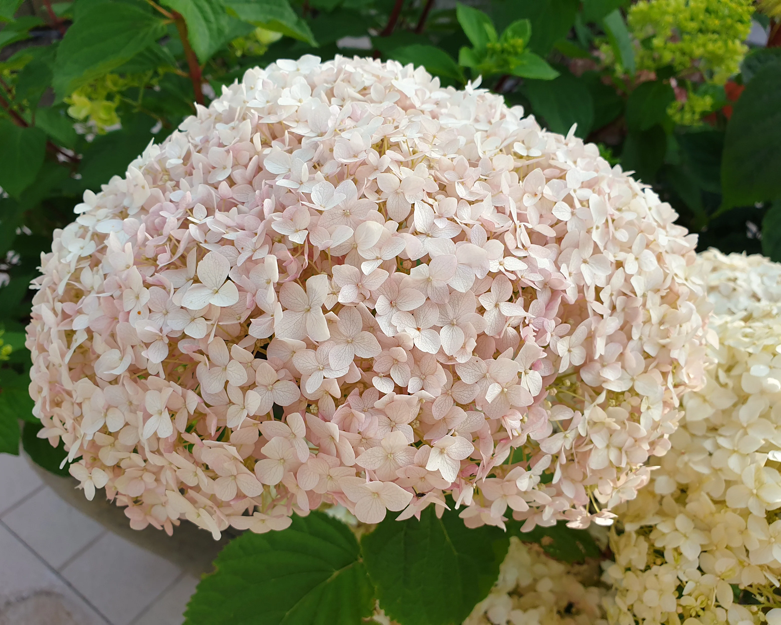Hydrangea 'Candybelle Marshmallow' - Image 13