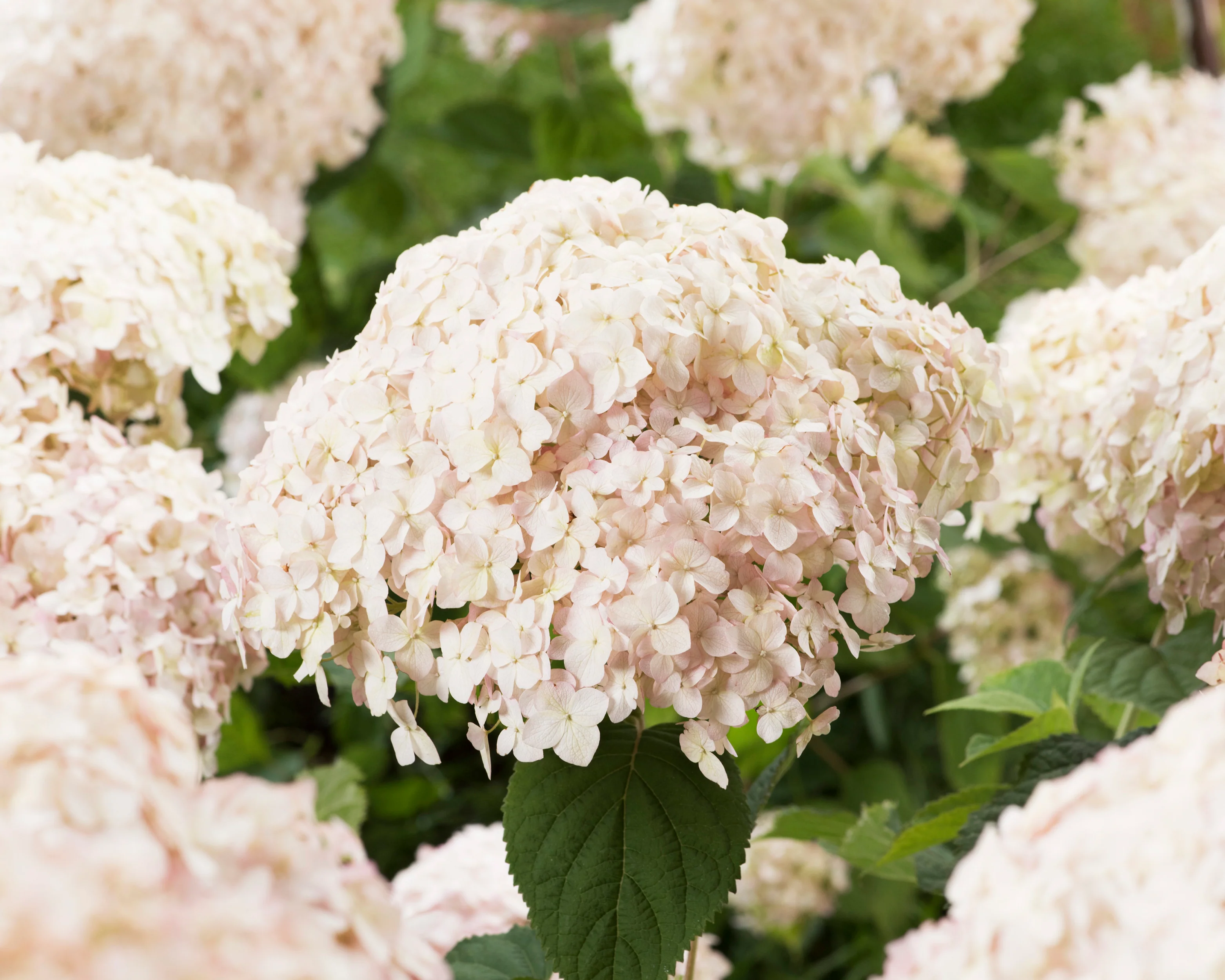 Hydrangea 'Candybelle Marshmallow' - Image 15