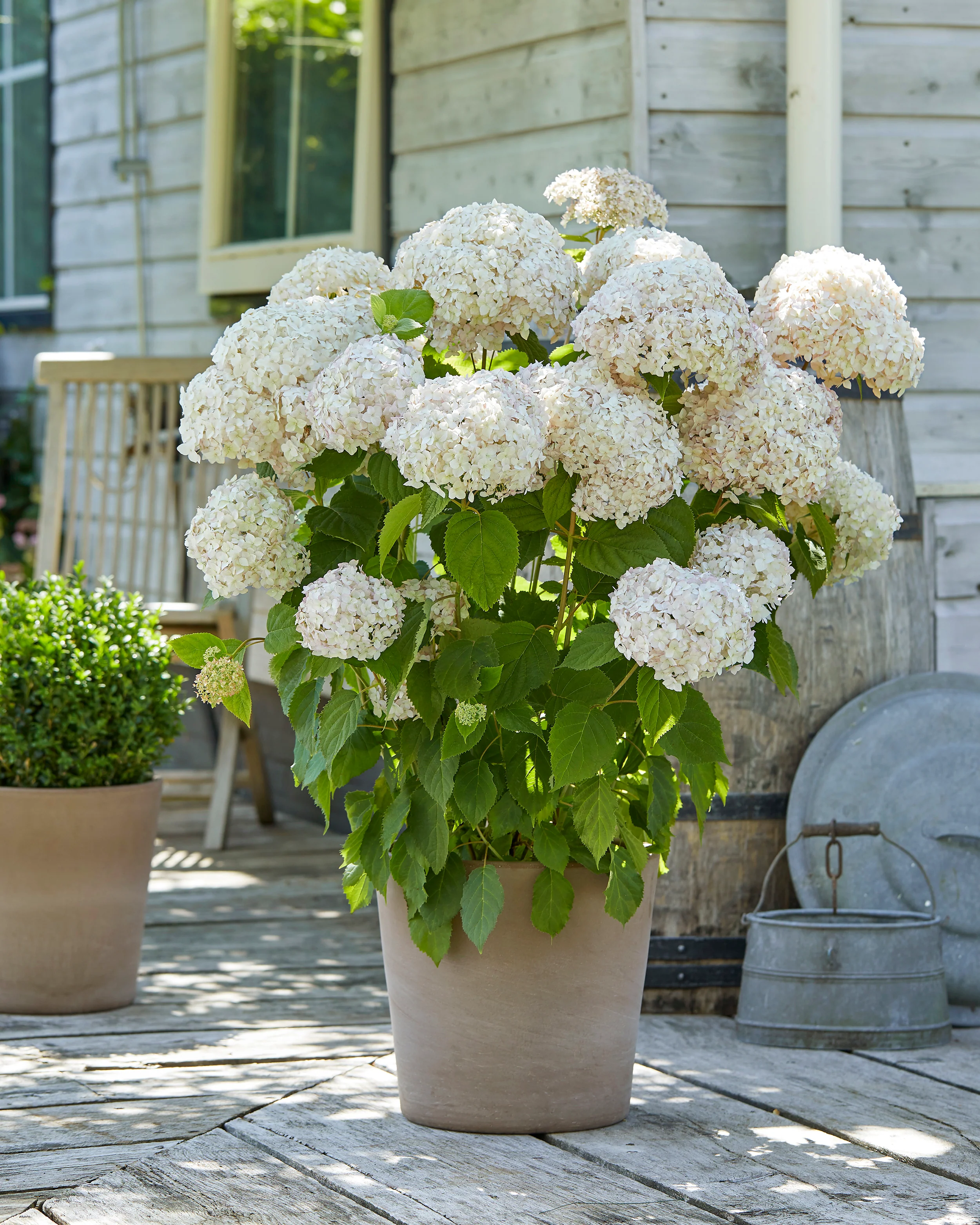 Hydrangea 'Candybelle Marshmallow' - Image 2