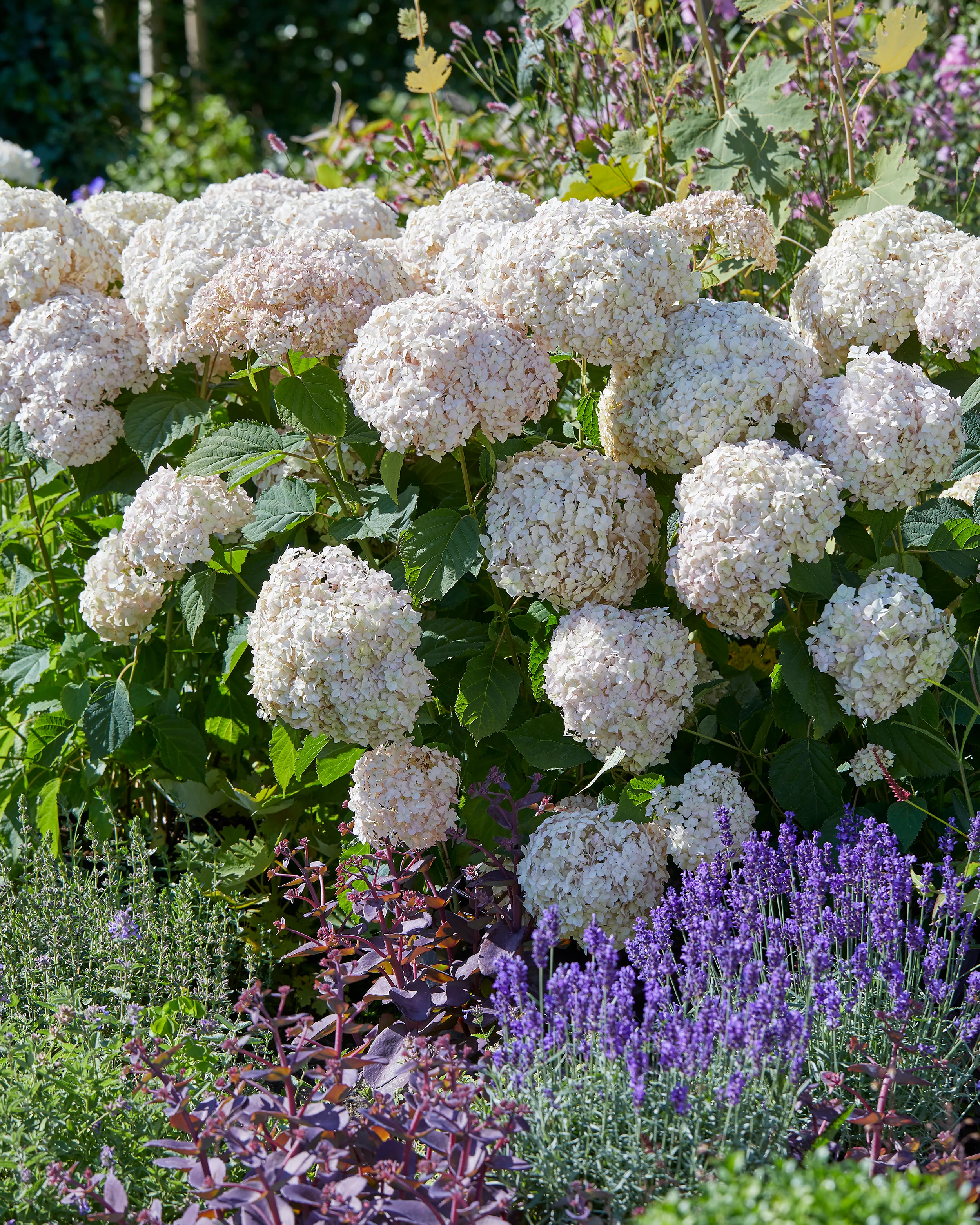 Hydrangea 'Candybelle Marshmallow' - Image 4