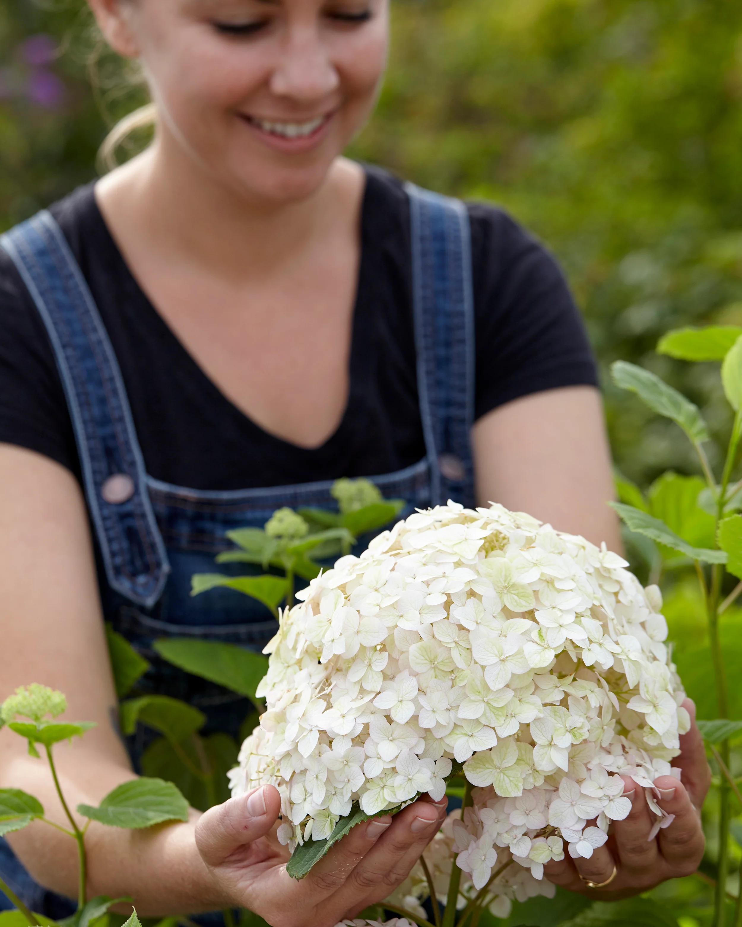 Hydrangea 'Candybelle Marshmallow' - Image 5