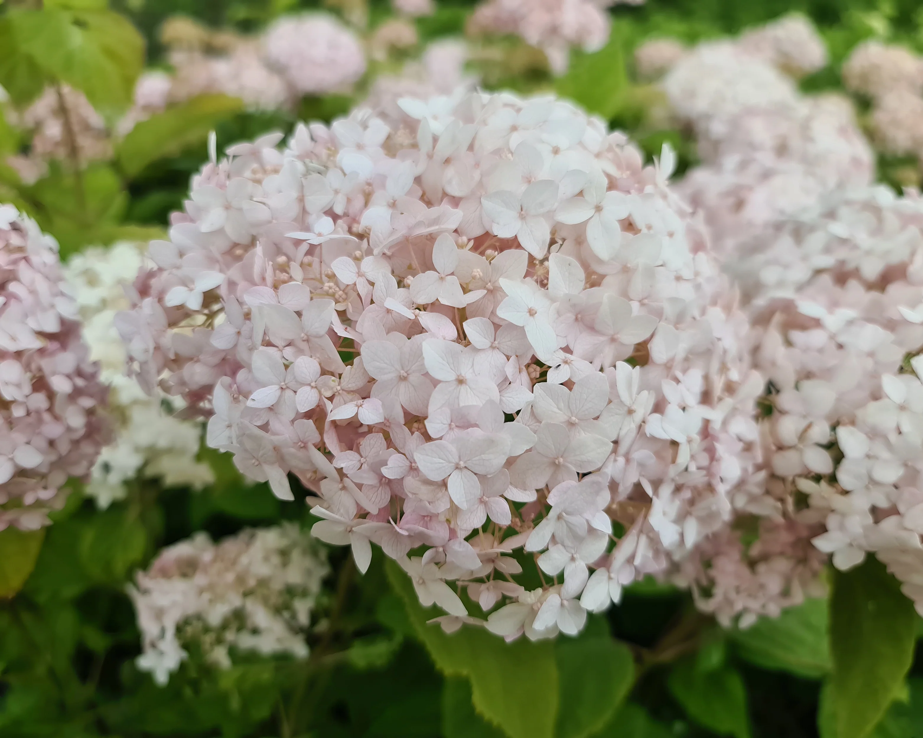 Hydrangea 'Candybelle Marshmallow' - Image 7