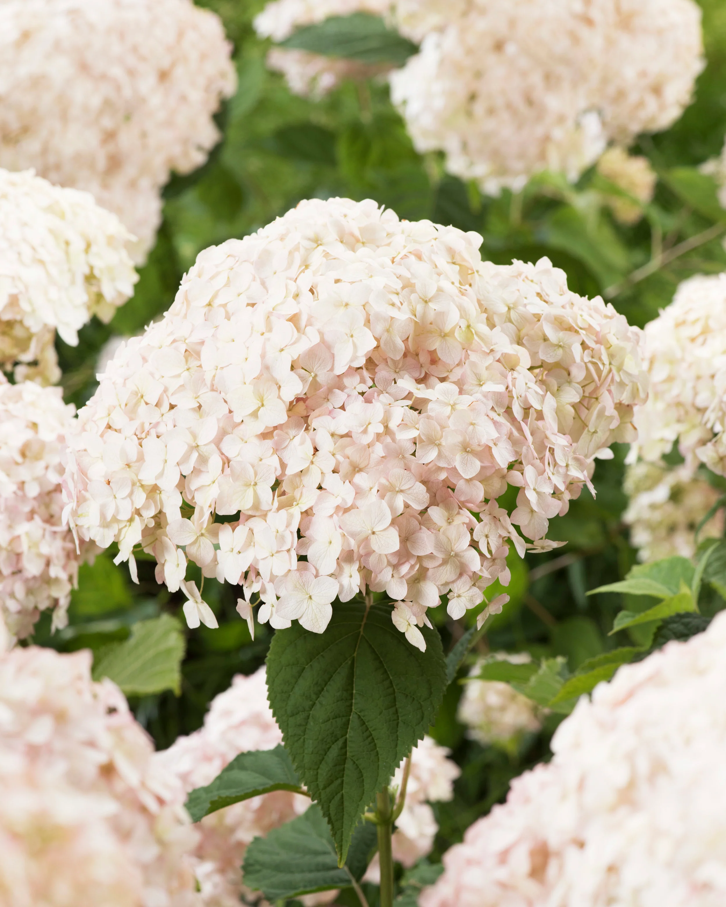 Hydrangea 'Candybelle Marshmallow' - Image 9