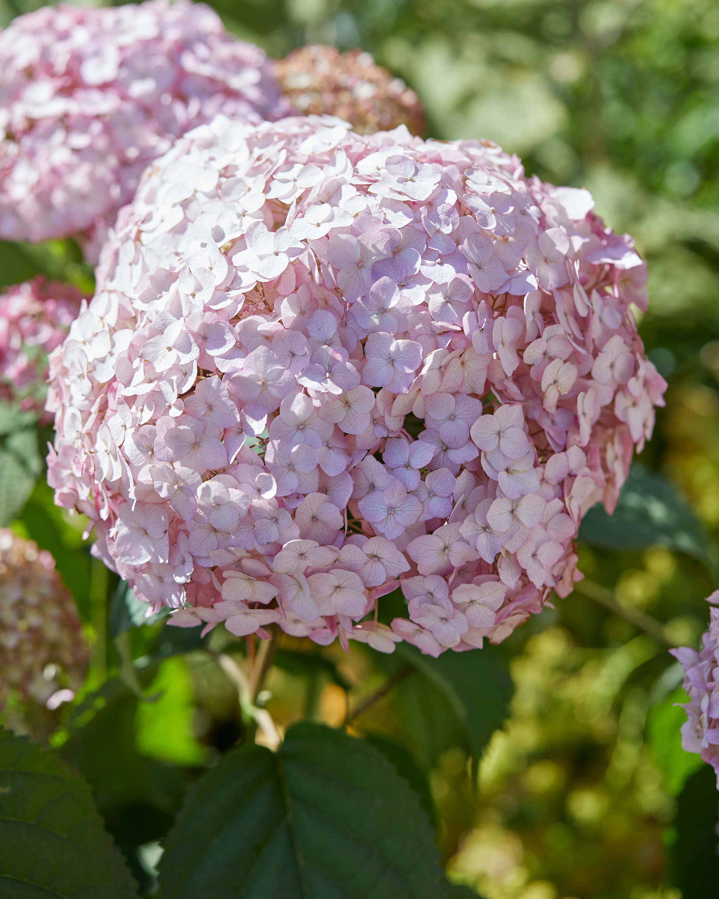 Hydrangea 'Candybelle Bubblegum' - Image 13