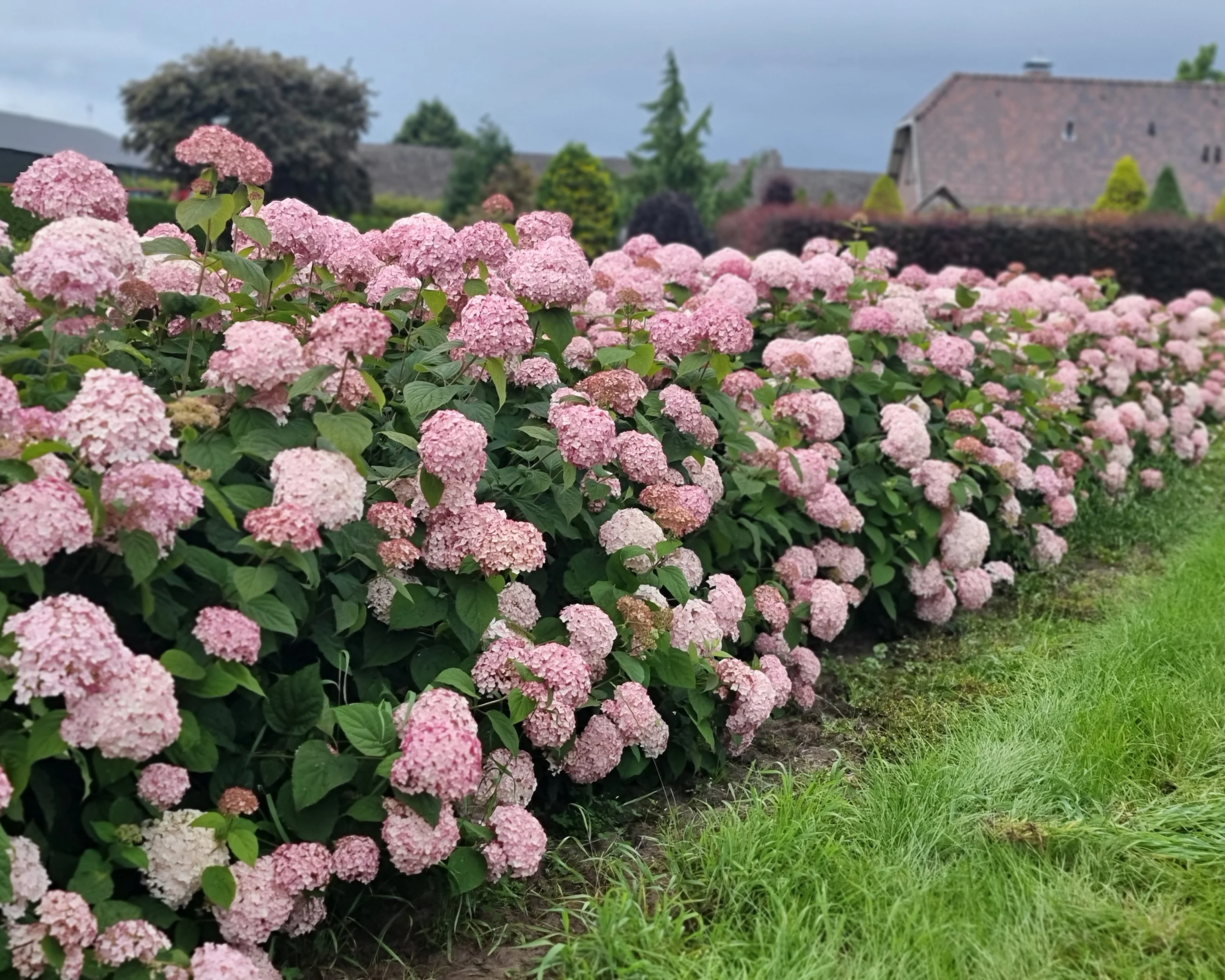 Hydrangea 'Candybelle Bubblegum' - Image 4