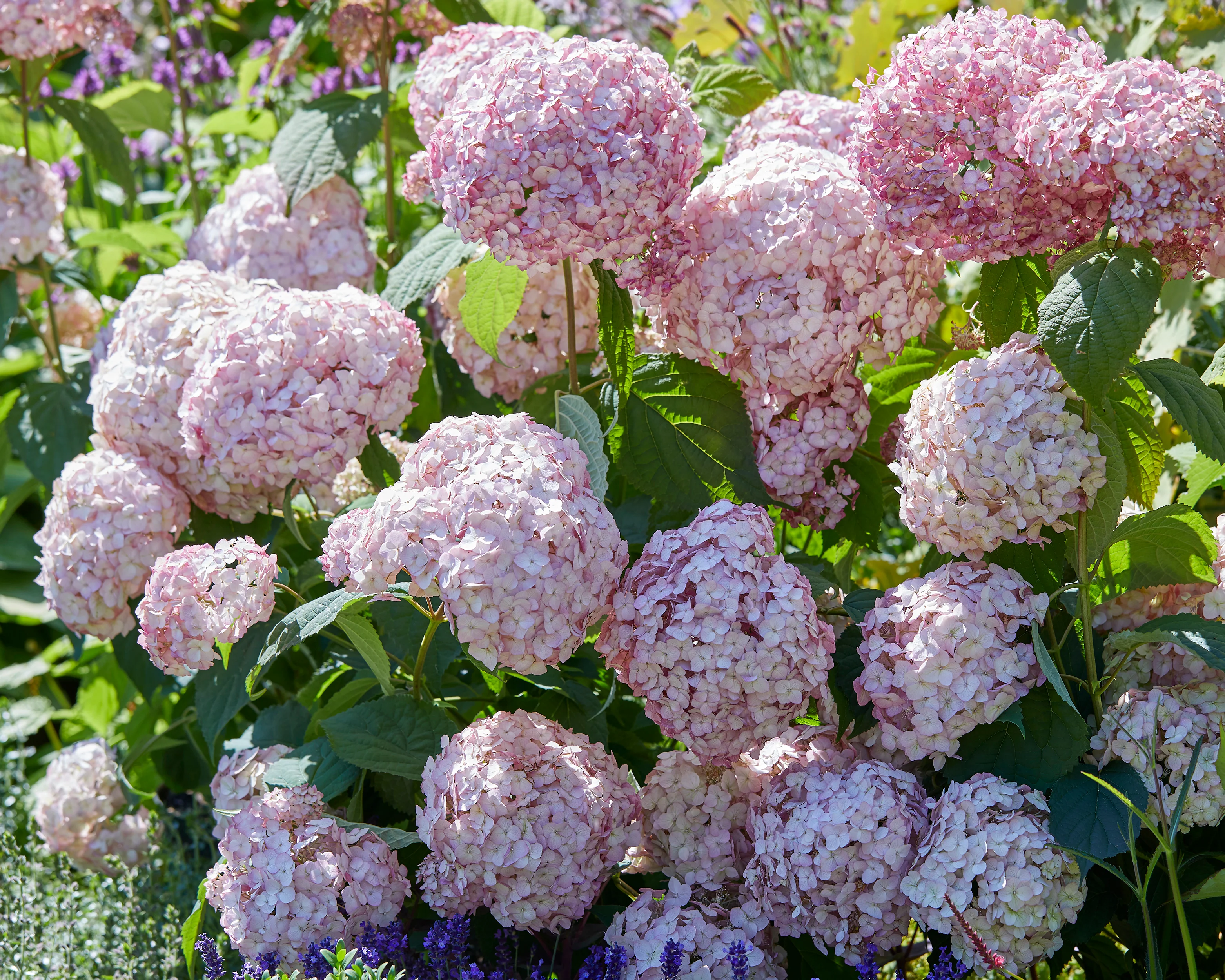 Hydrangea 'Candybelle Bubblegum' - Image 5