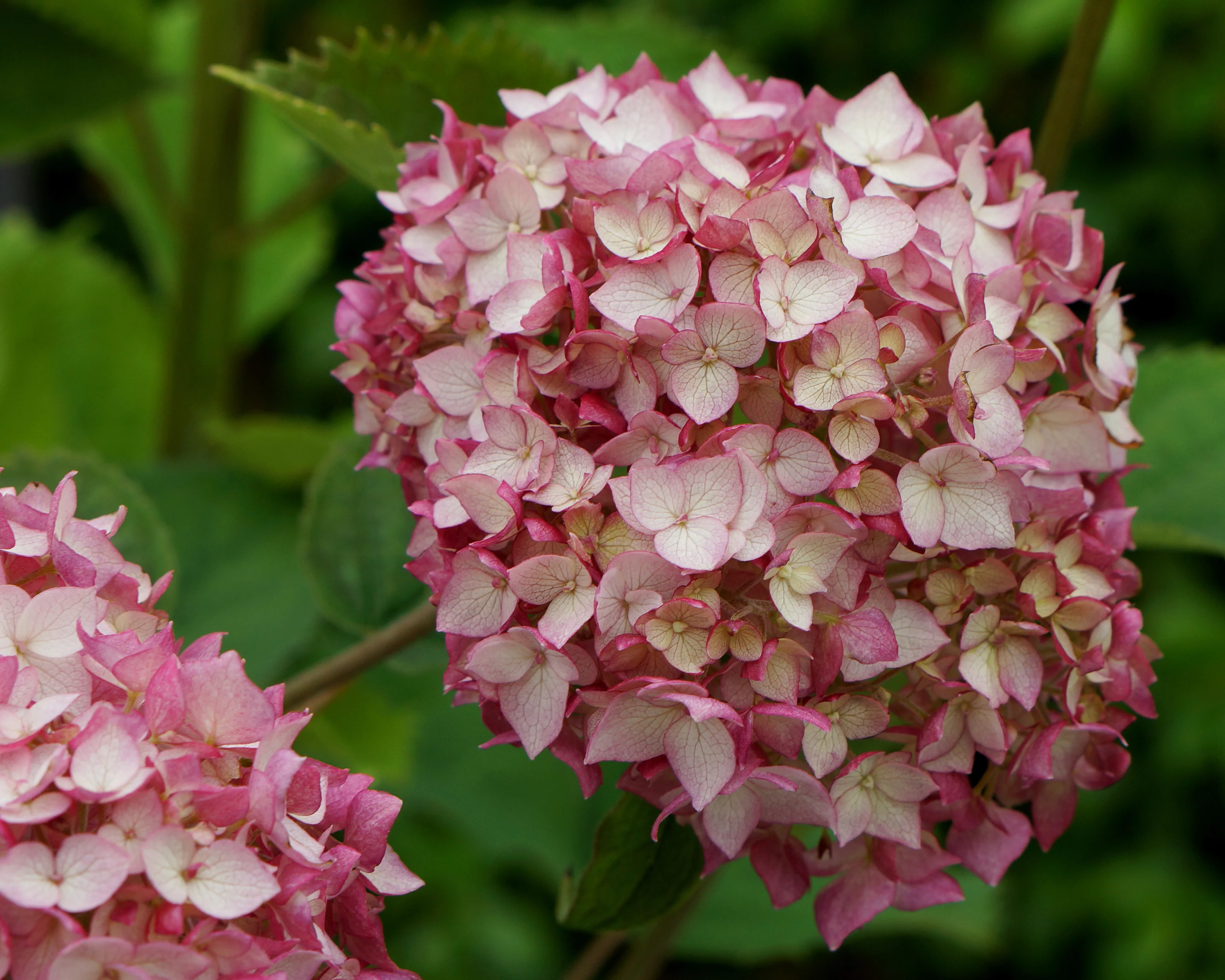 Hydrangea 'Candybelle Bubblegum' - Image 6