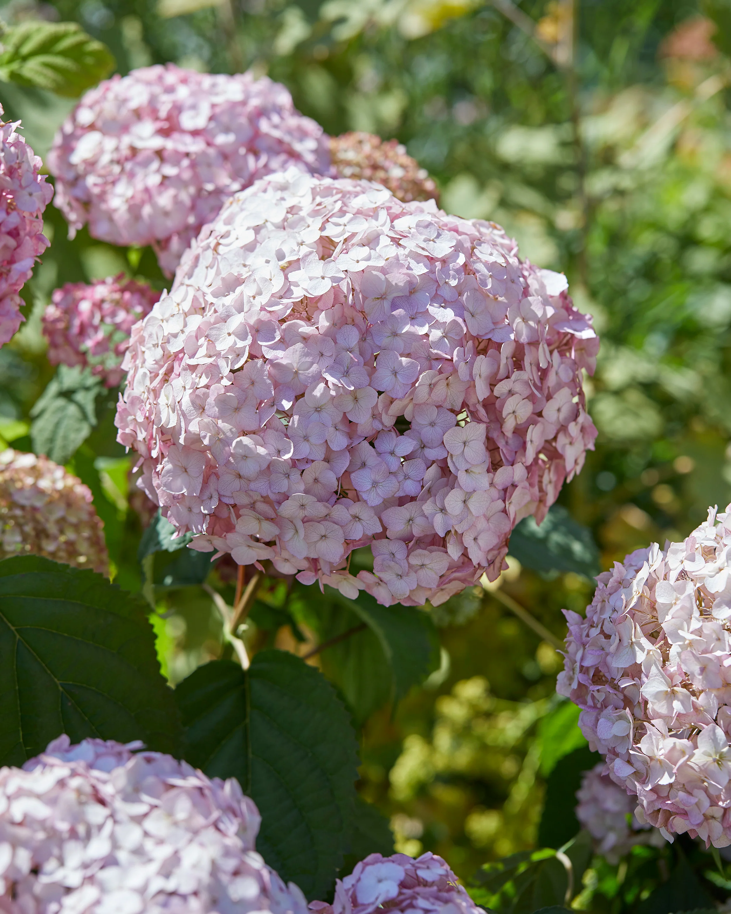 Hydrangea 'Candybelle Bubblegum' - Image 9