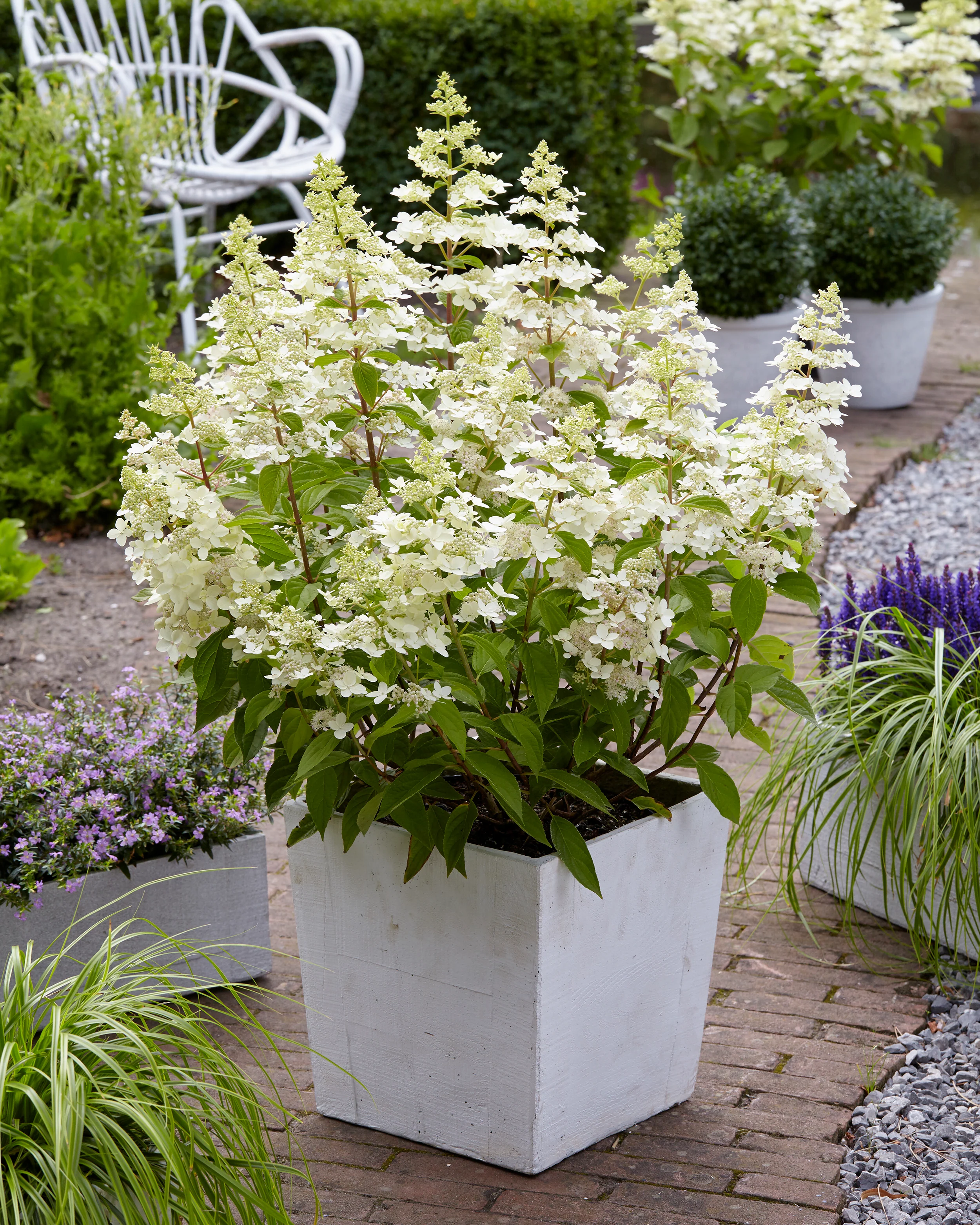 Hydrangea 'Confetti' - Image 2