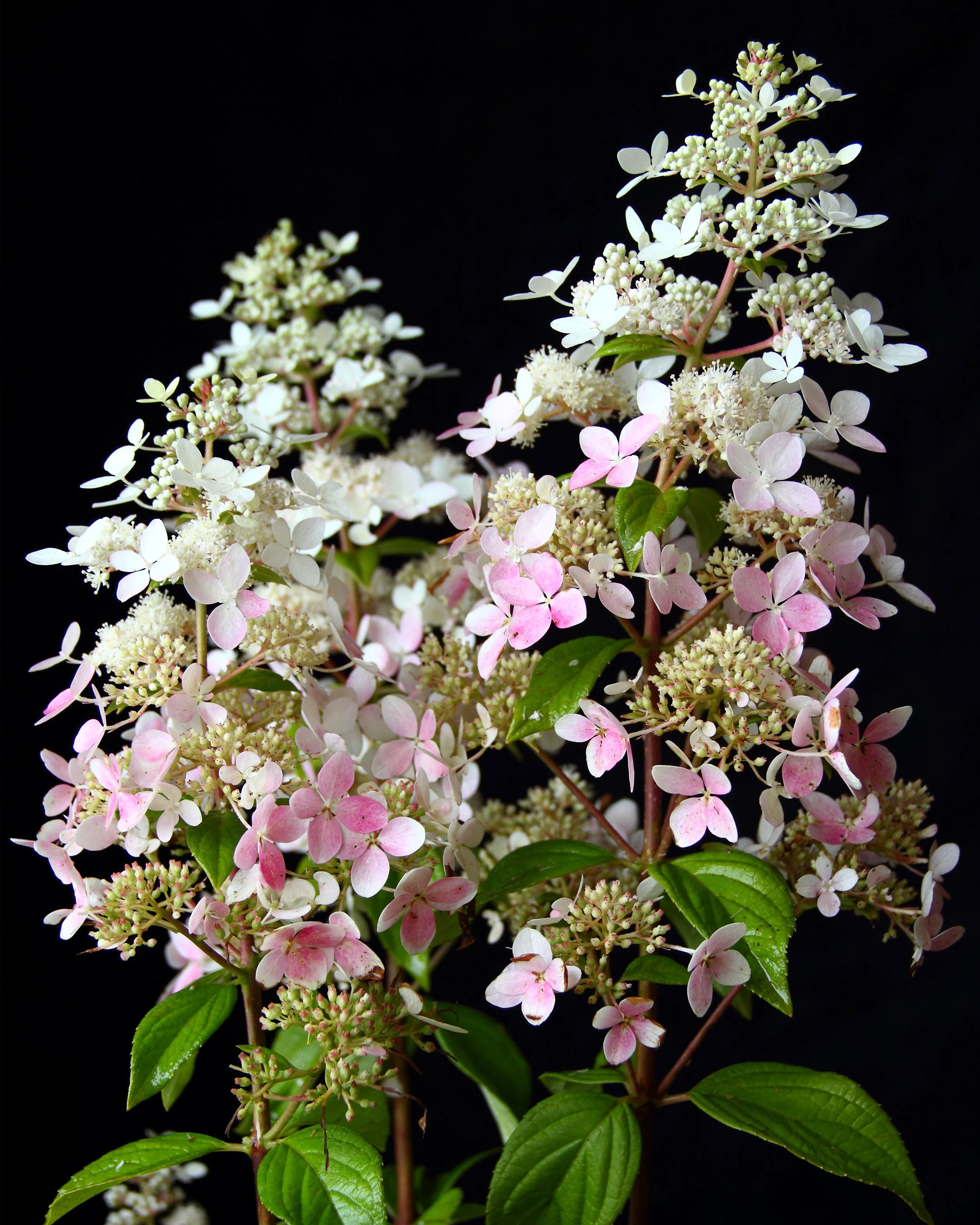 Hydrangea 'Confetti' - Image 4