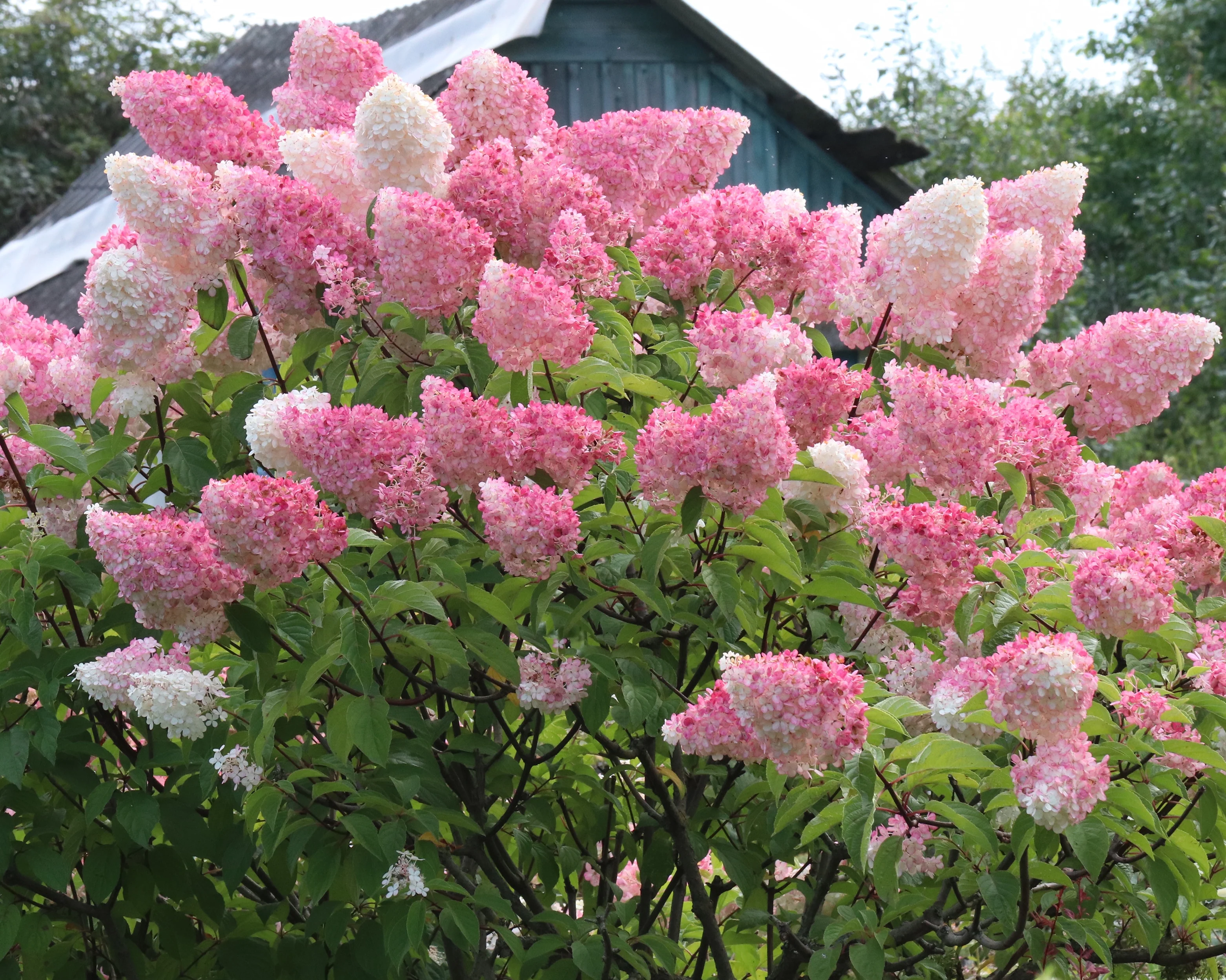 Hydrangea 'Diamant Rouge' - Image 3