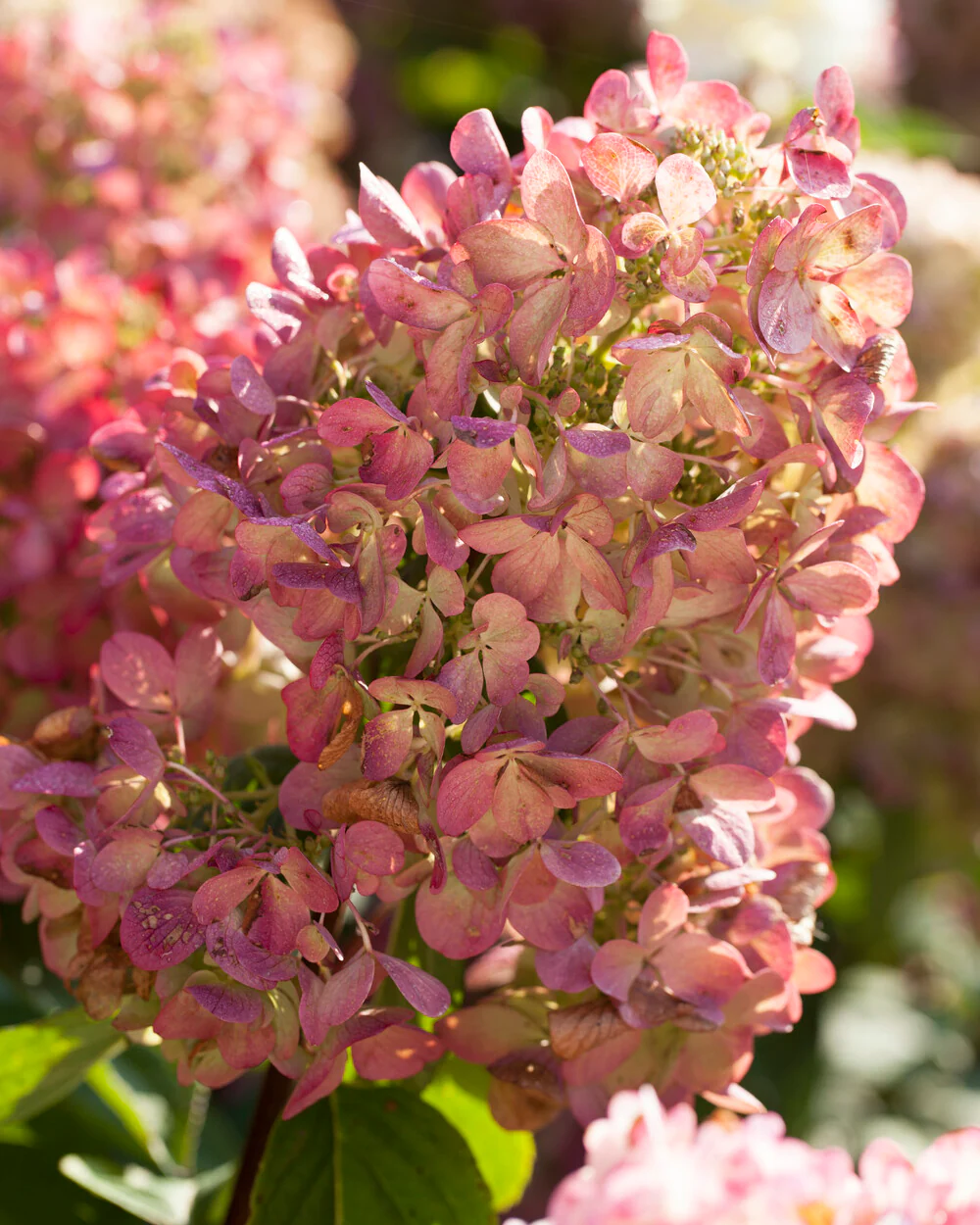 Hydrangea 'Diamant Rouge' - Image 4