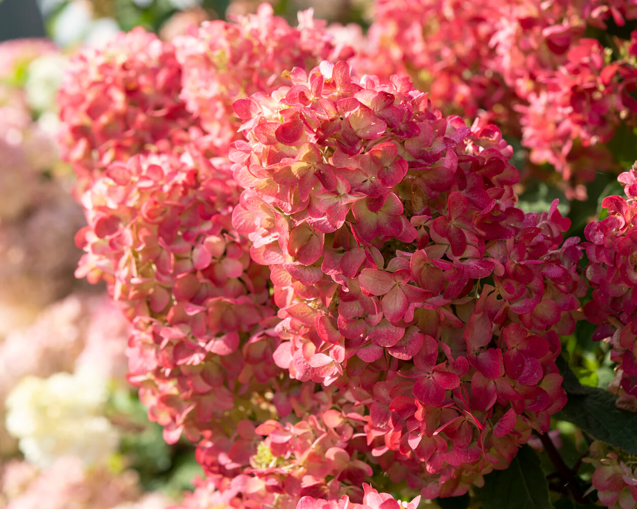 Hydrangea 'Diamant Rouge' - Image 5