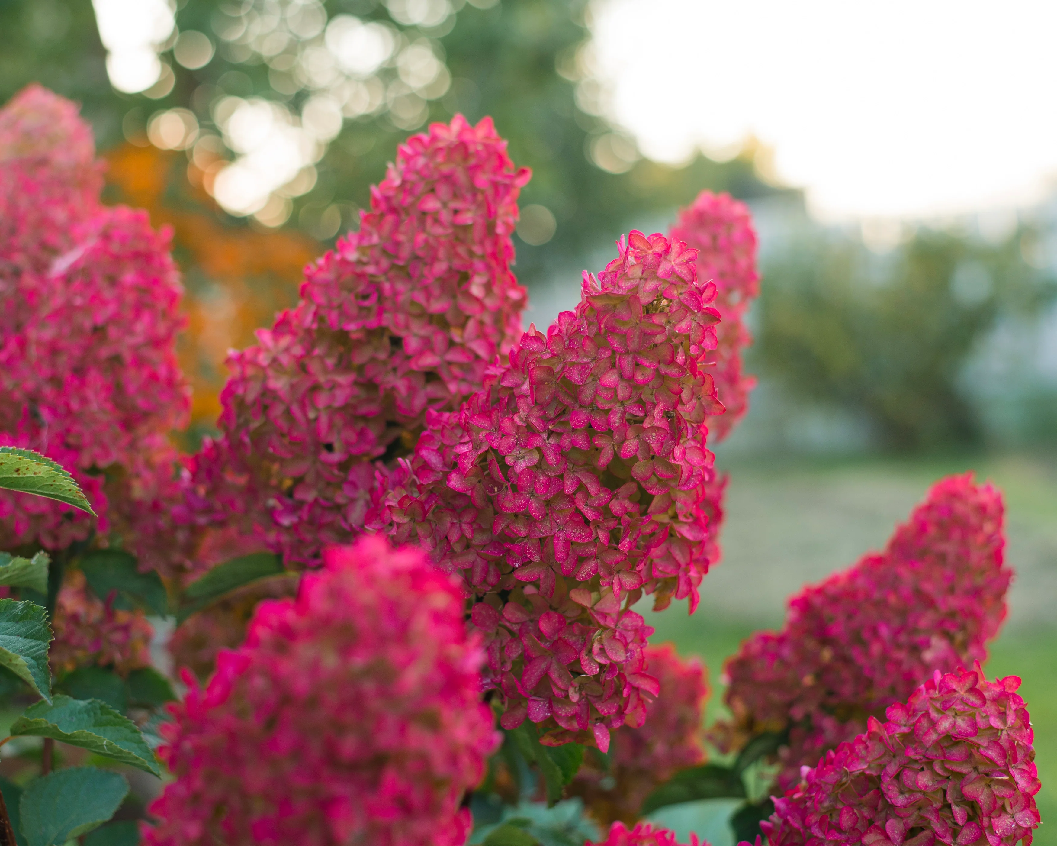 Hydrangea 'Fraise Melba' - Image 3