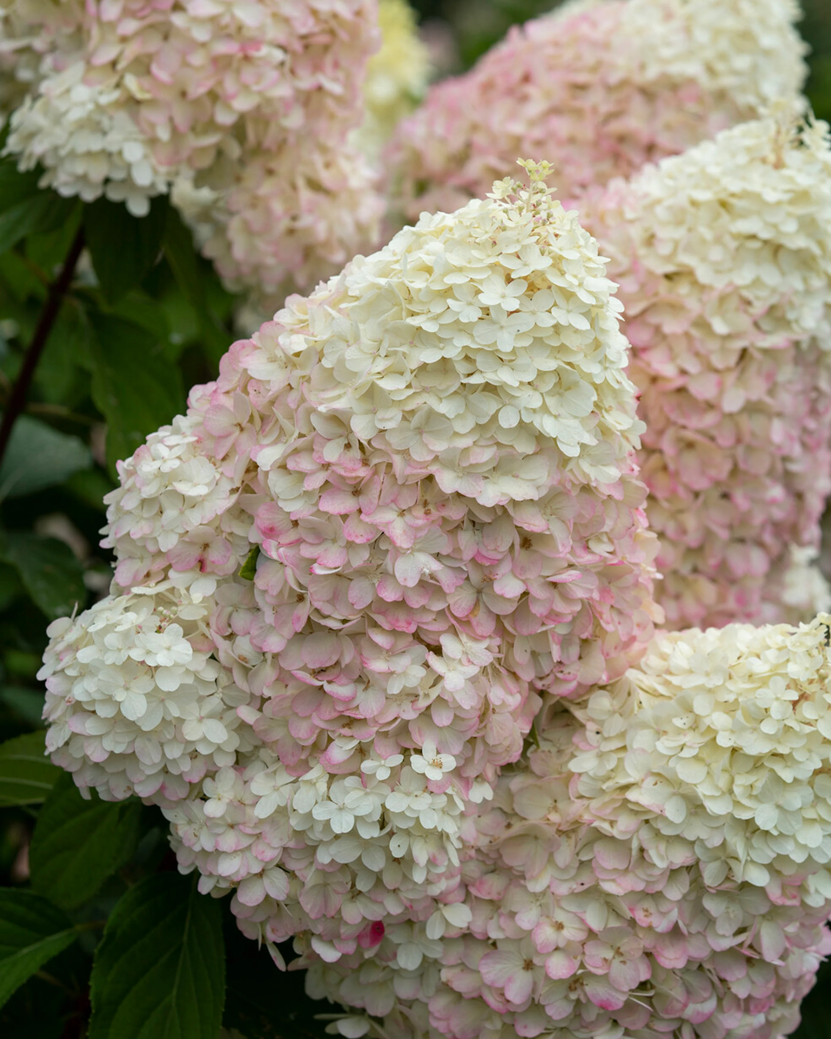Hydrangea 'Graffiti' - Image 4