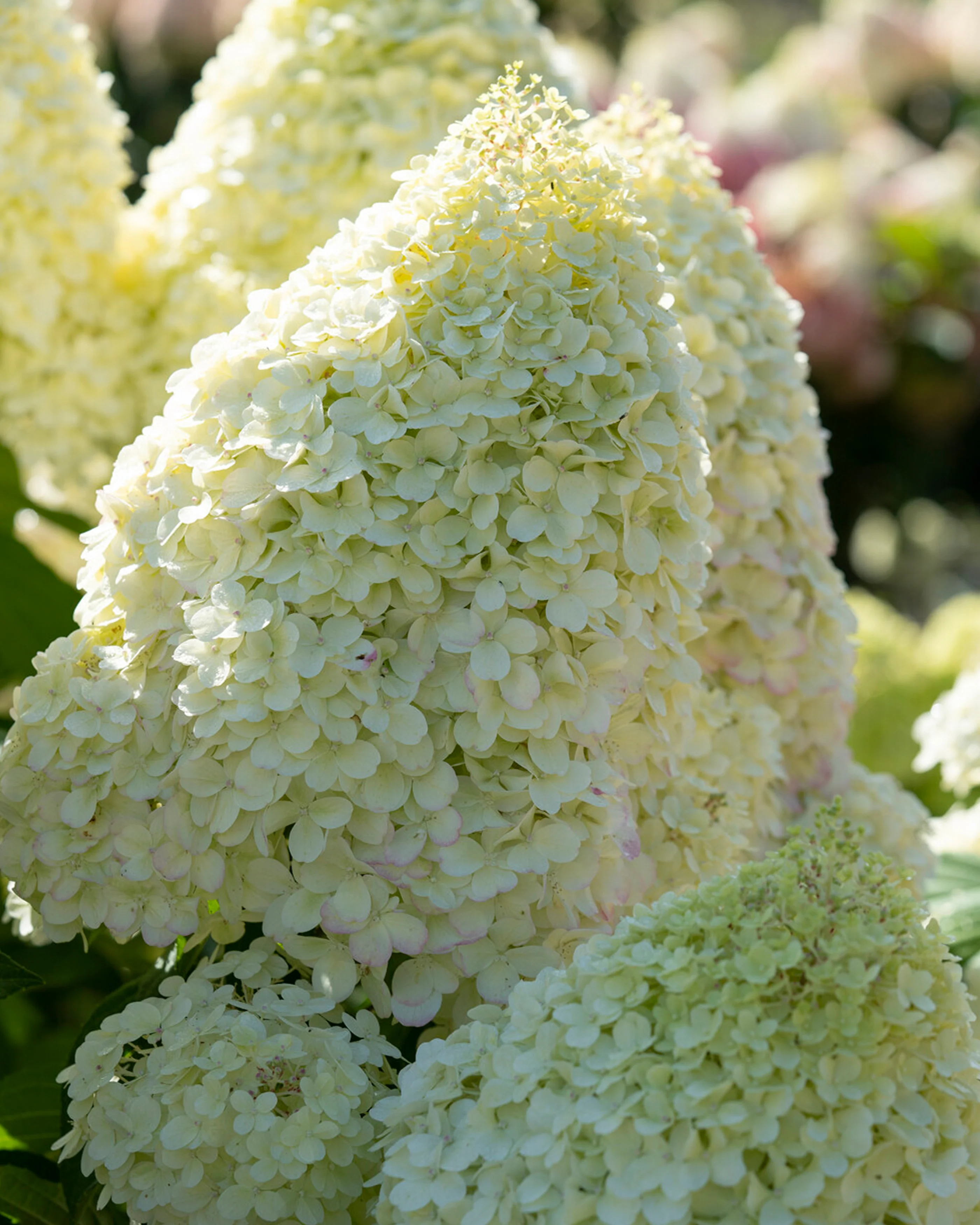 Hydrangea 'Graffiti' - Image 5