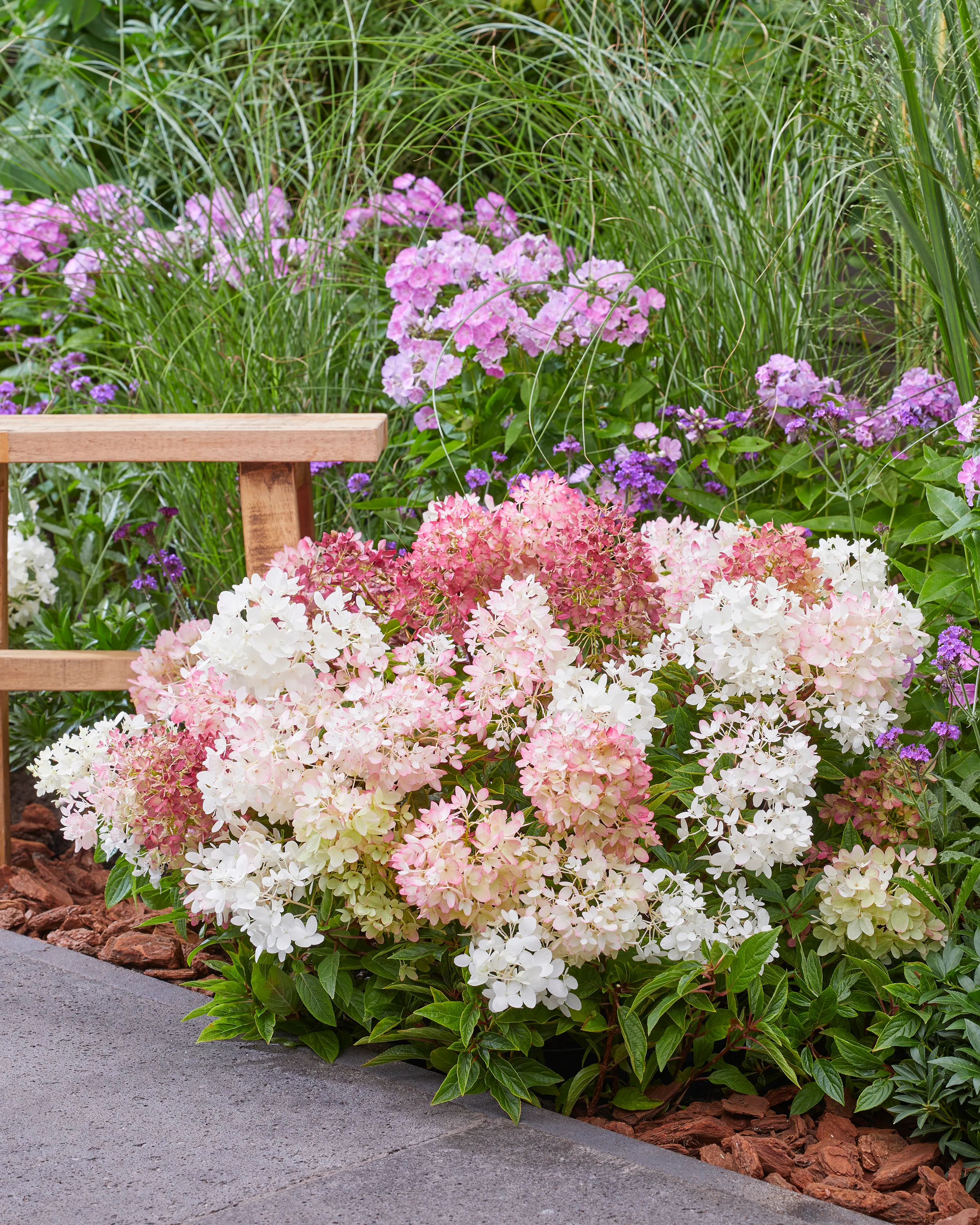 Hydrangea 'Groundbreaker Blush' - Image 2