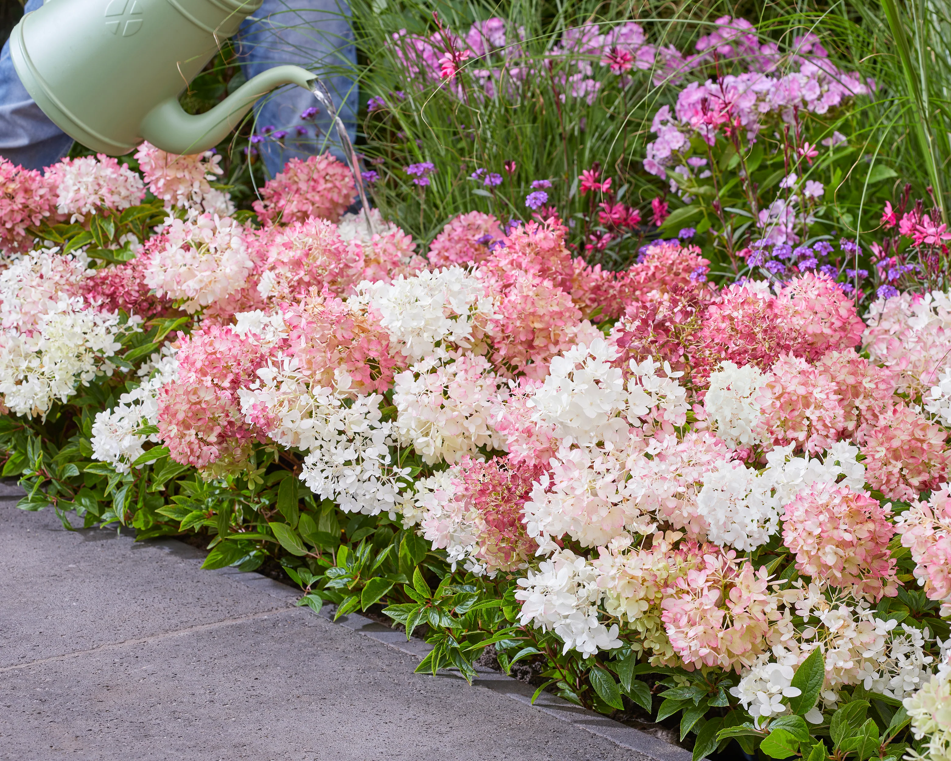 Hydrangea 'Groundbreaker Blush' - Image 5