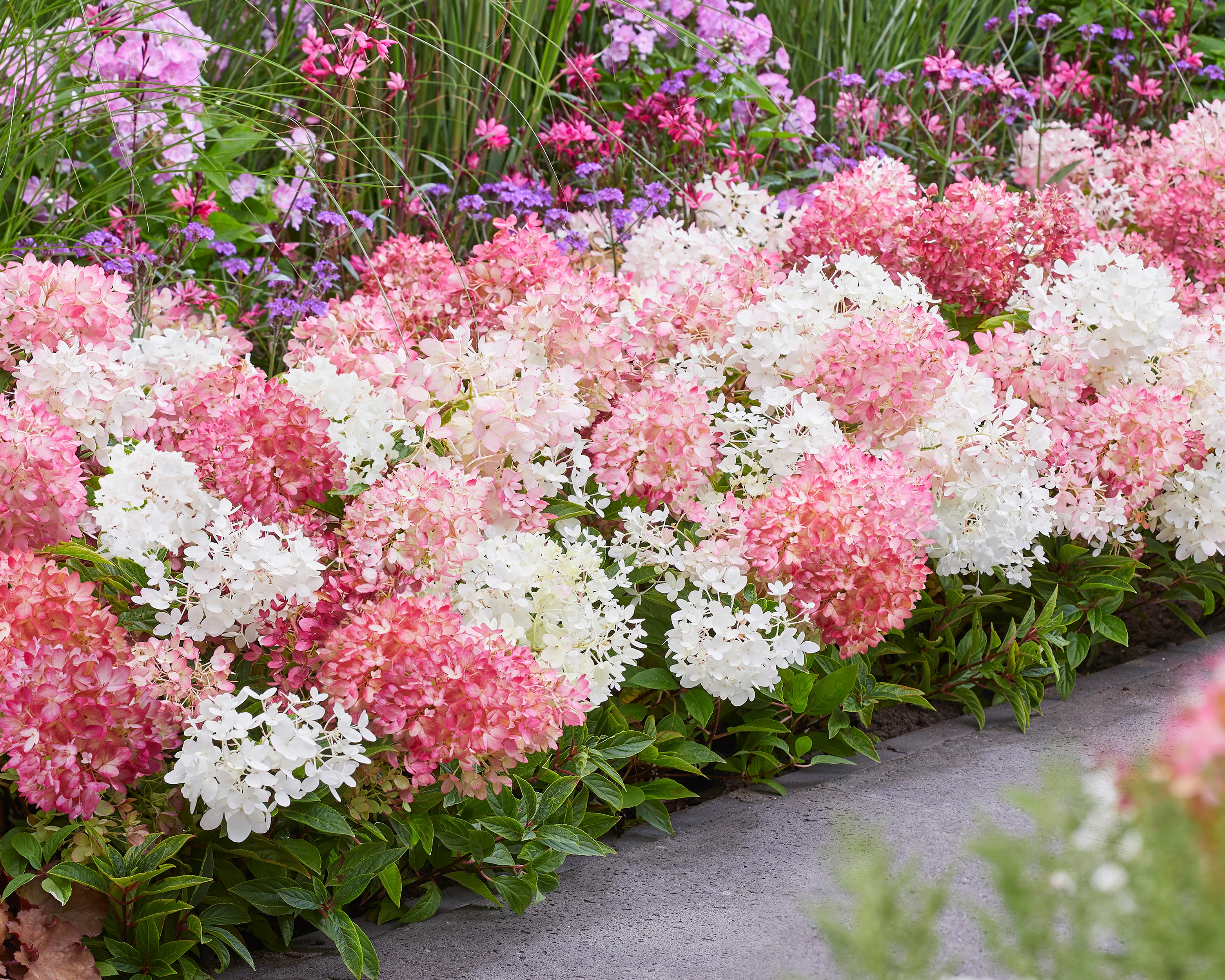 Hydrangea 'Groundbreaker Blush' - Image 6