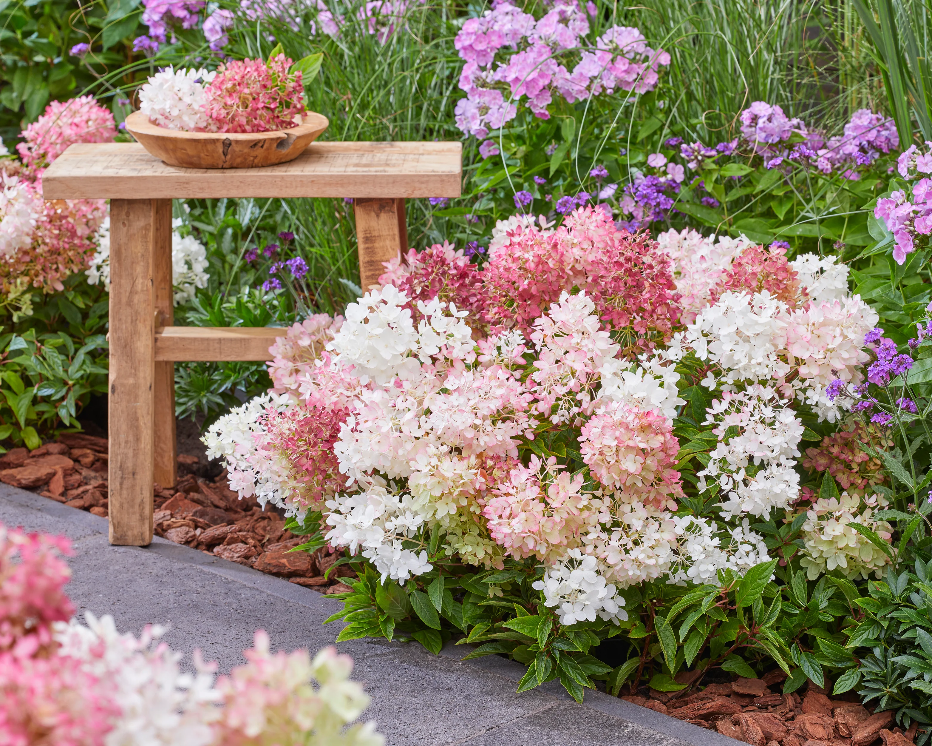 Hydrangea 'Groundbreaker Blush' - Image 8