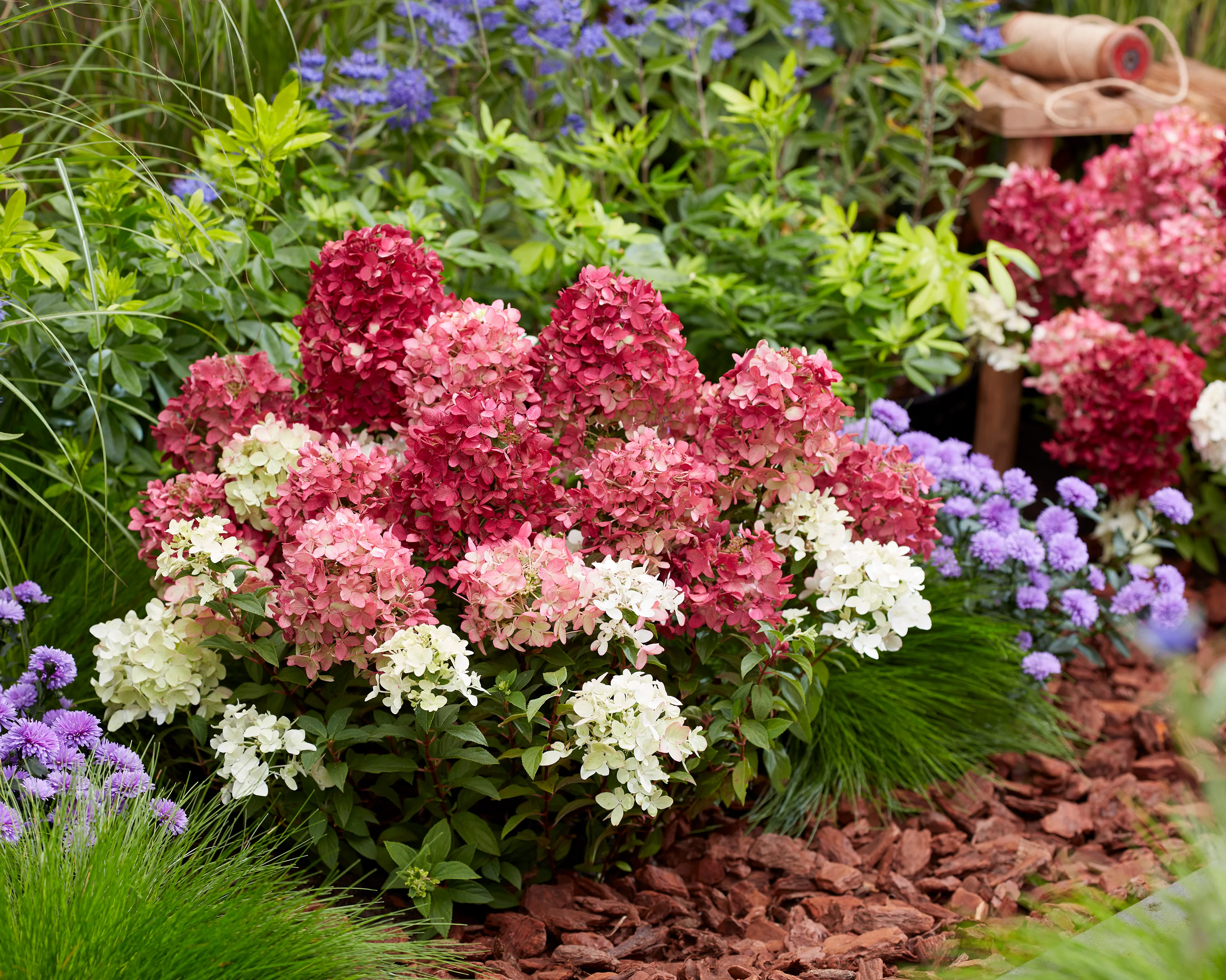Hydrangea 'Groundbreaker Ruby' - Image 2