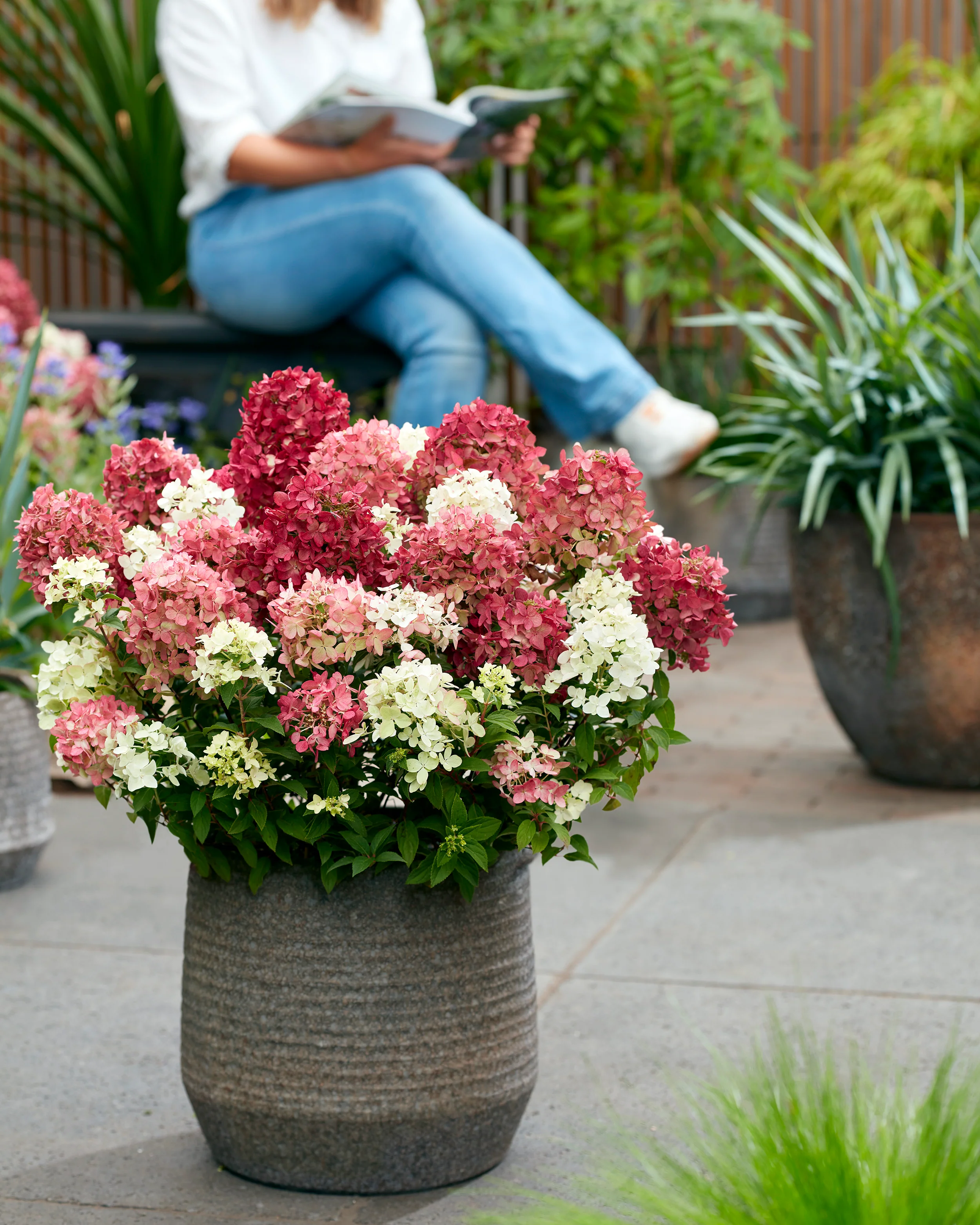 Hydrangea 'Groundbreaker Ruby' - Image 3