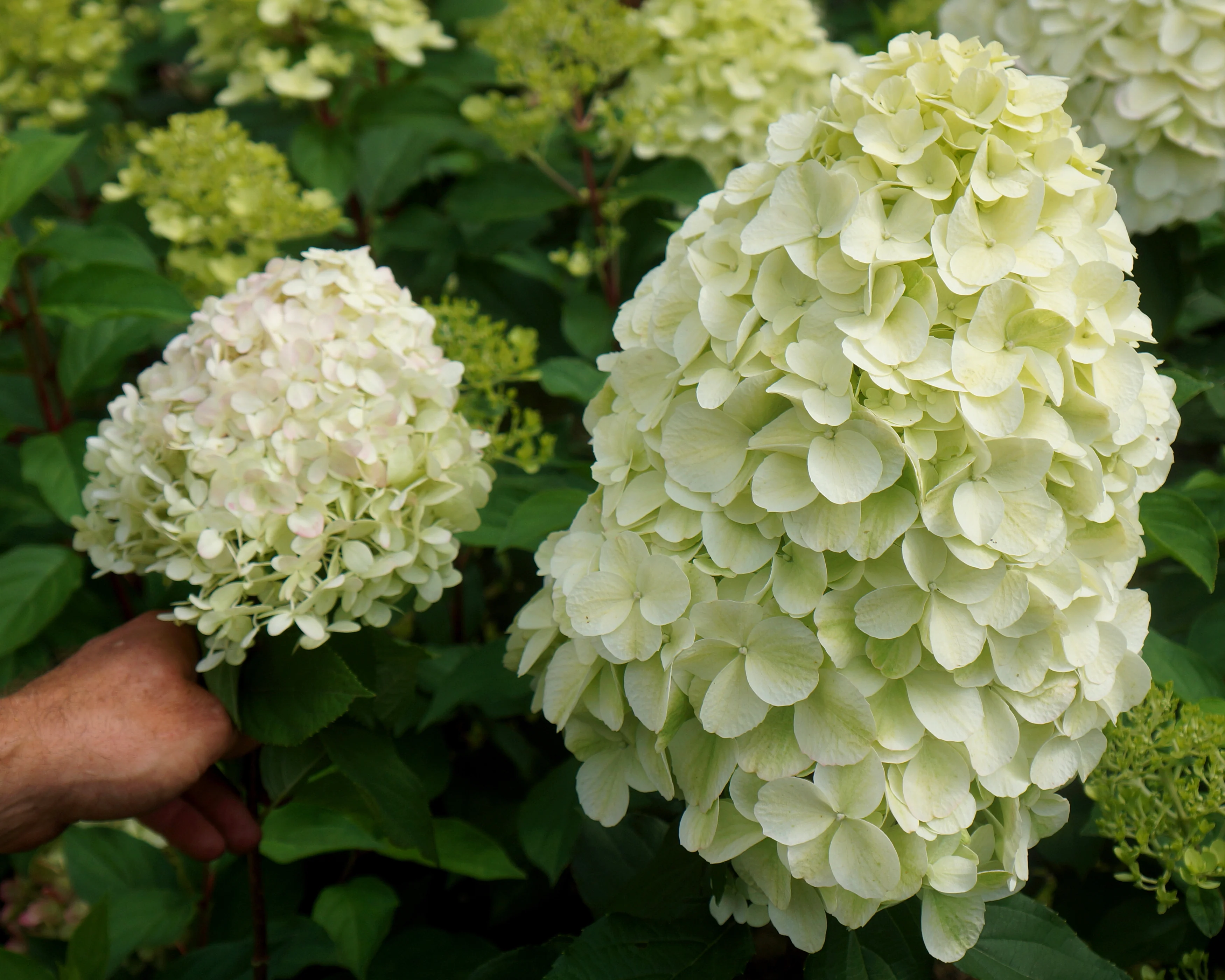 Hydrangea 'Hercules' - Image 4