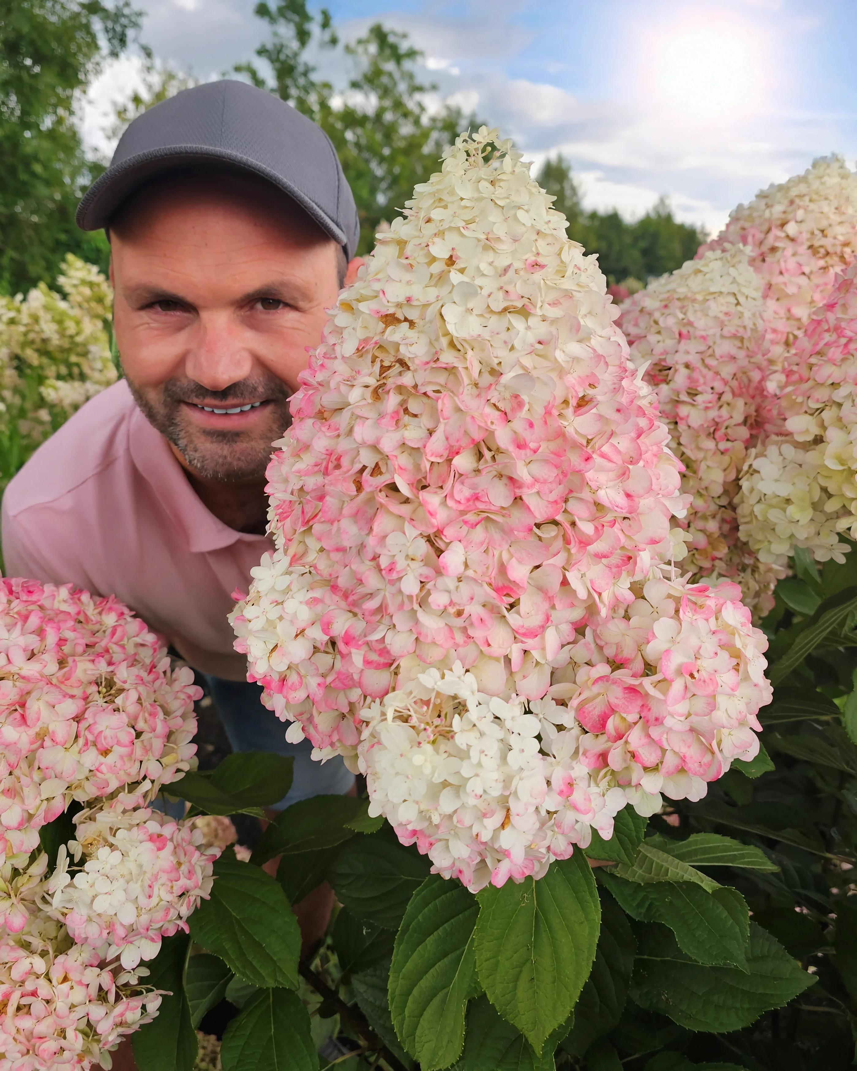 Hydrangea 'Hercules' - Image 5