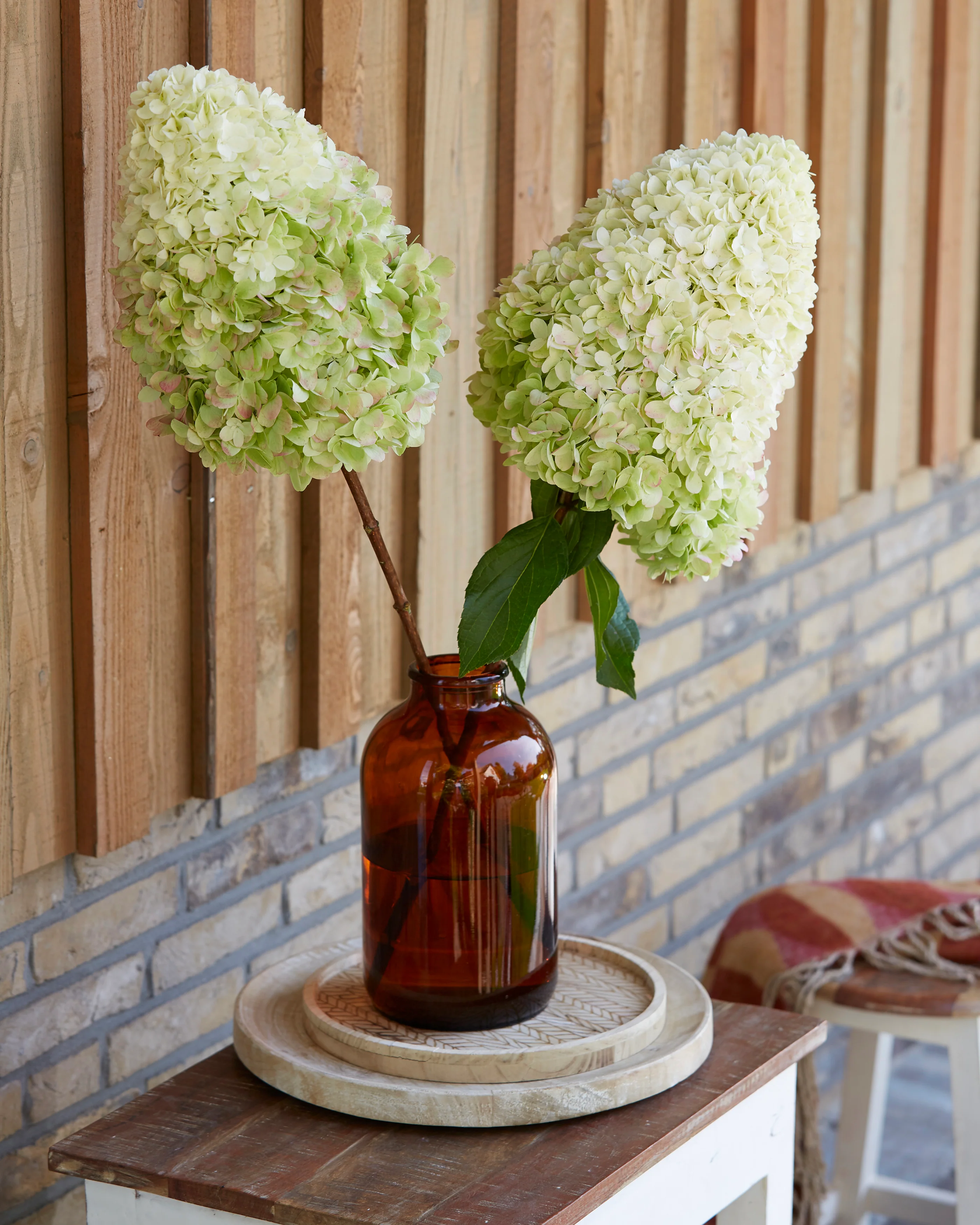 Hydrangea 'Hercules' - Image 8