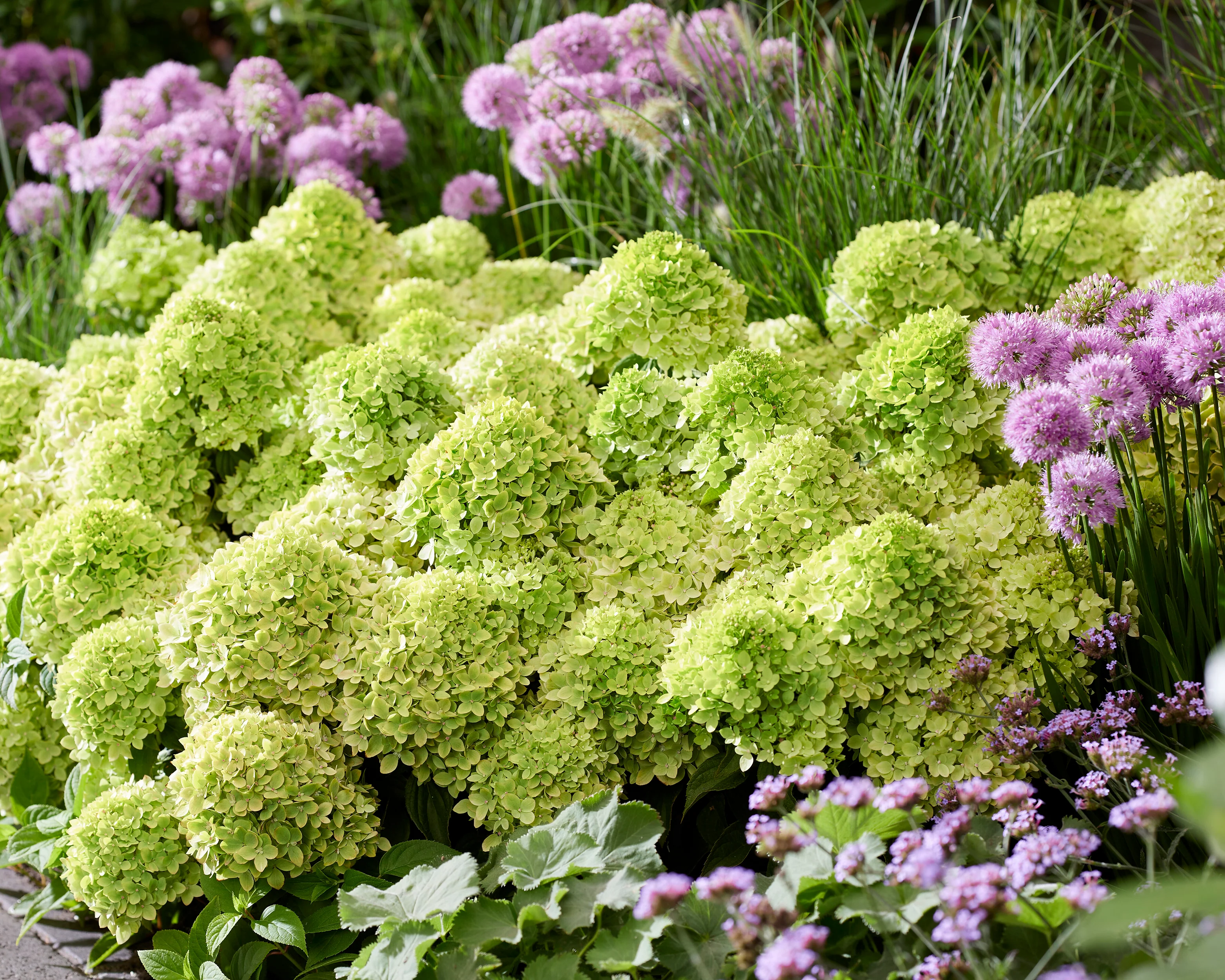 Hydrangea 'Little Apple' - Image 2