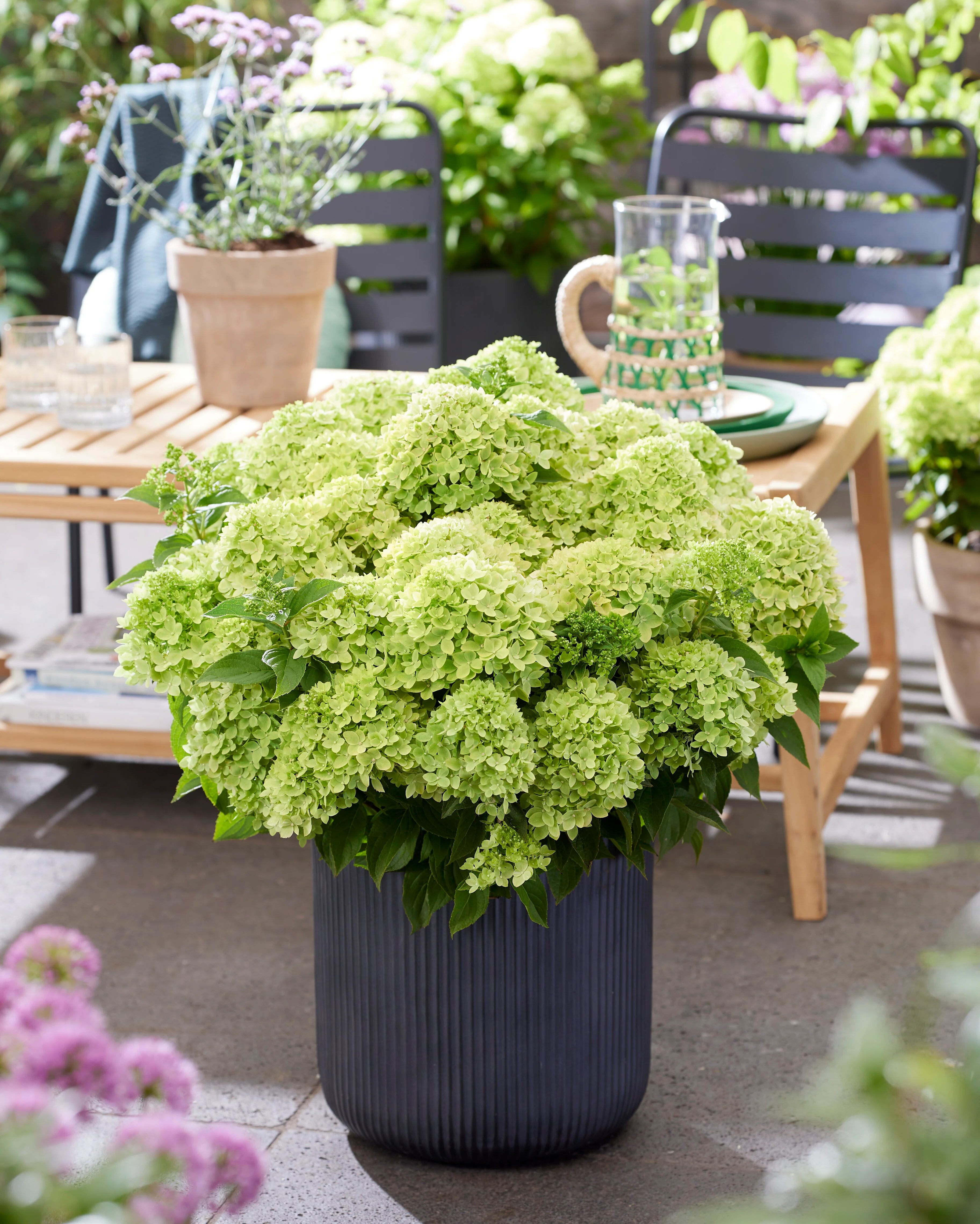 Hydrangea 'Little Apple' - Image 6