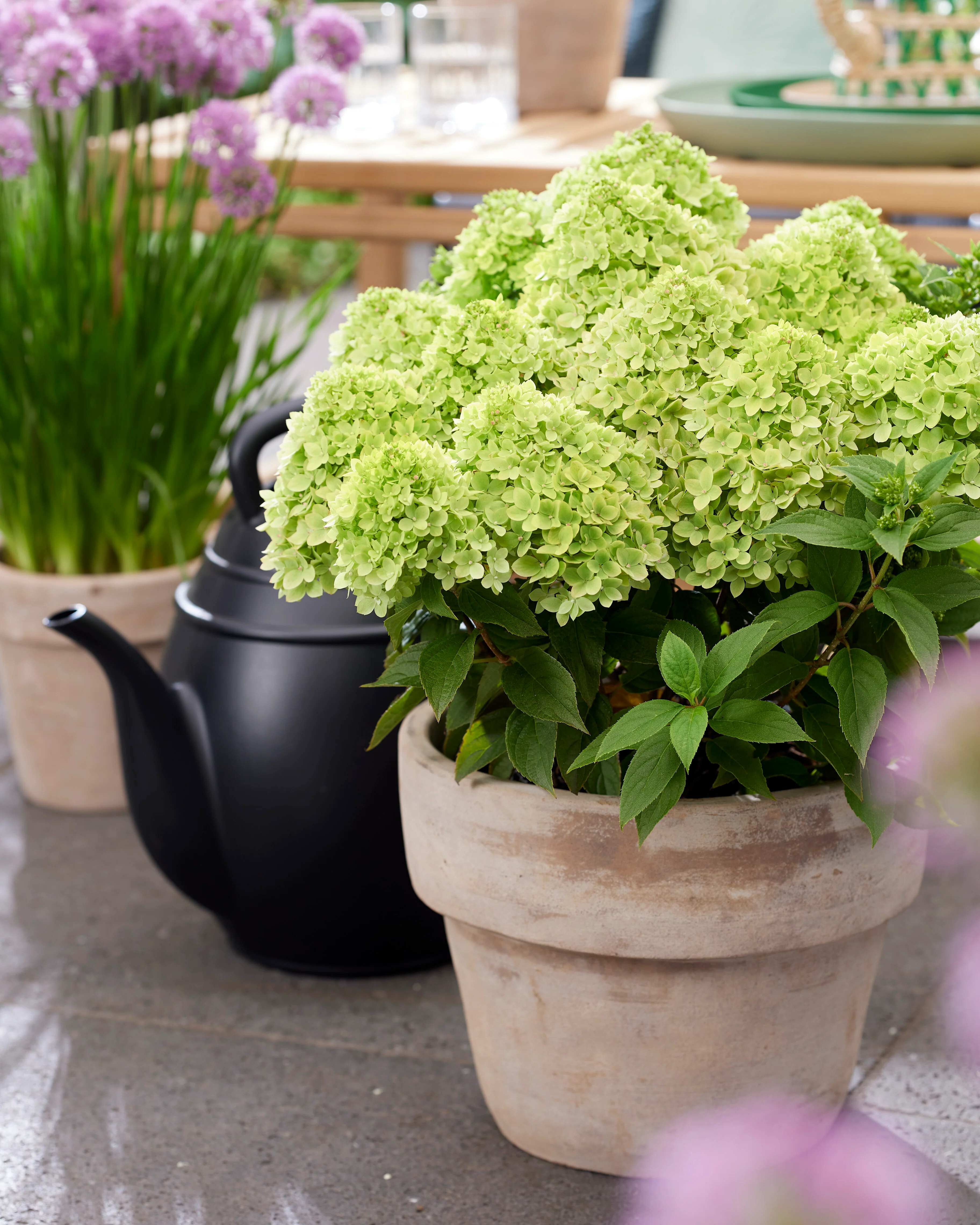 Hydrangea 'Little Apple' - Image 7