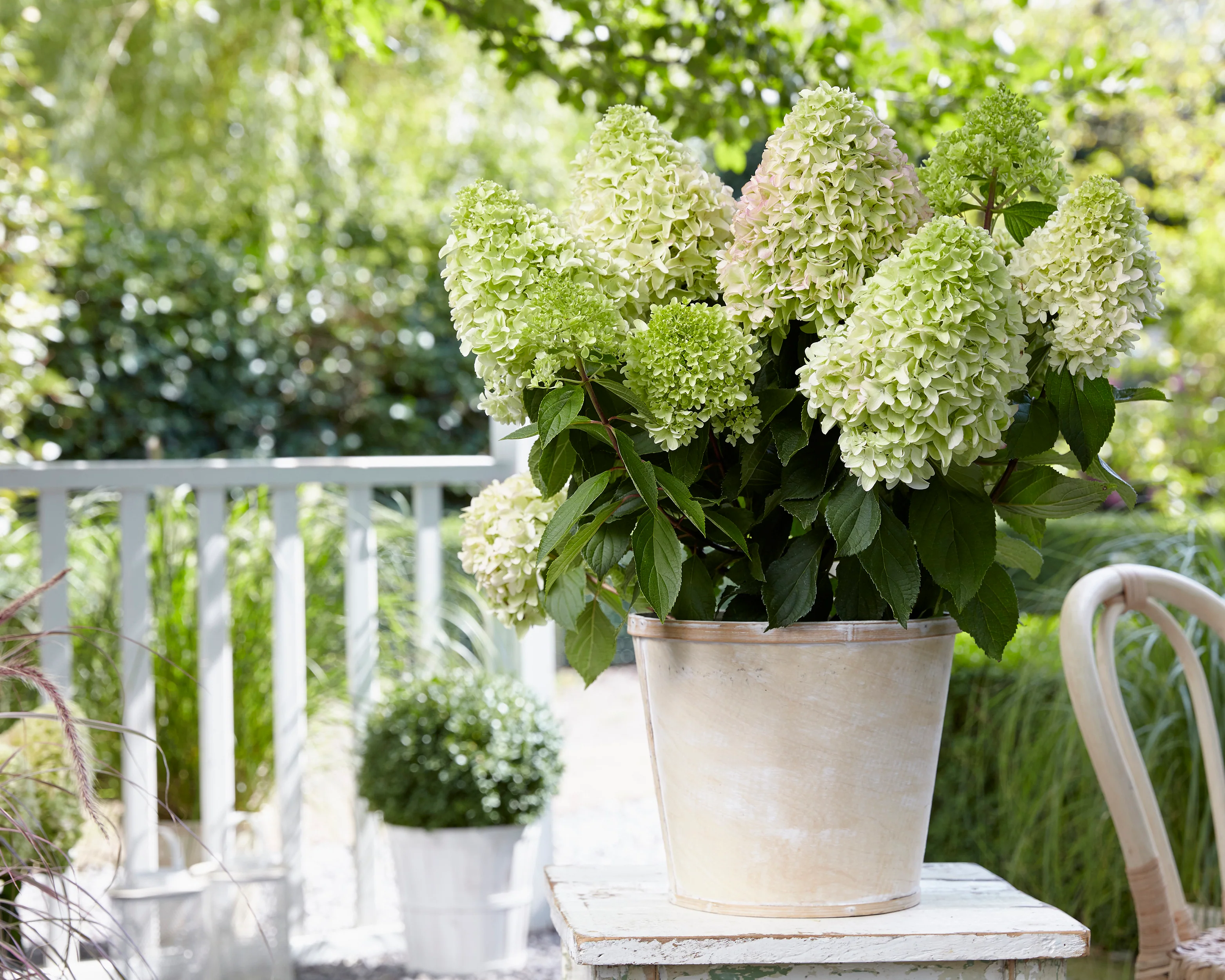 Hydrangea 'Little Fresco' - Image 10