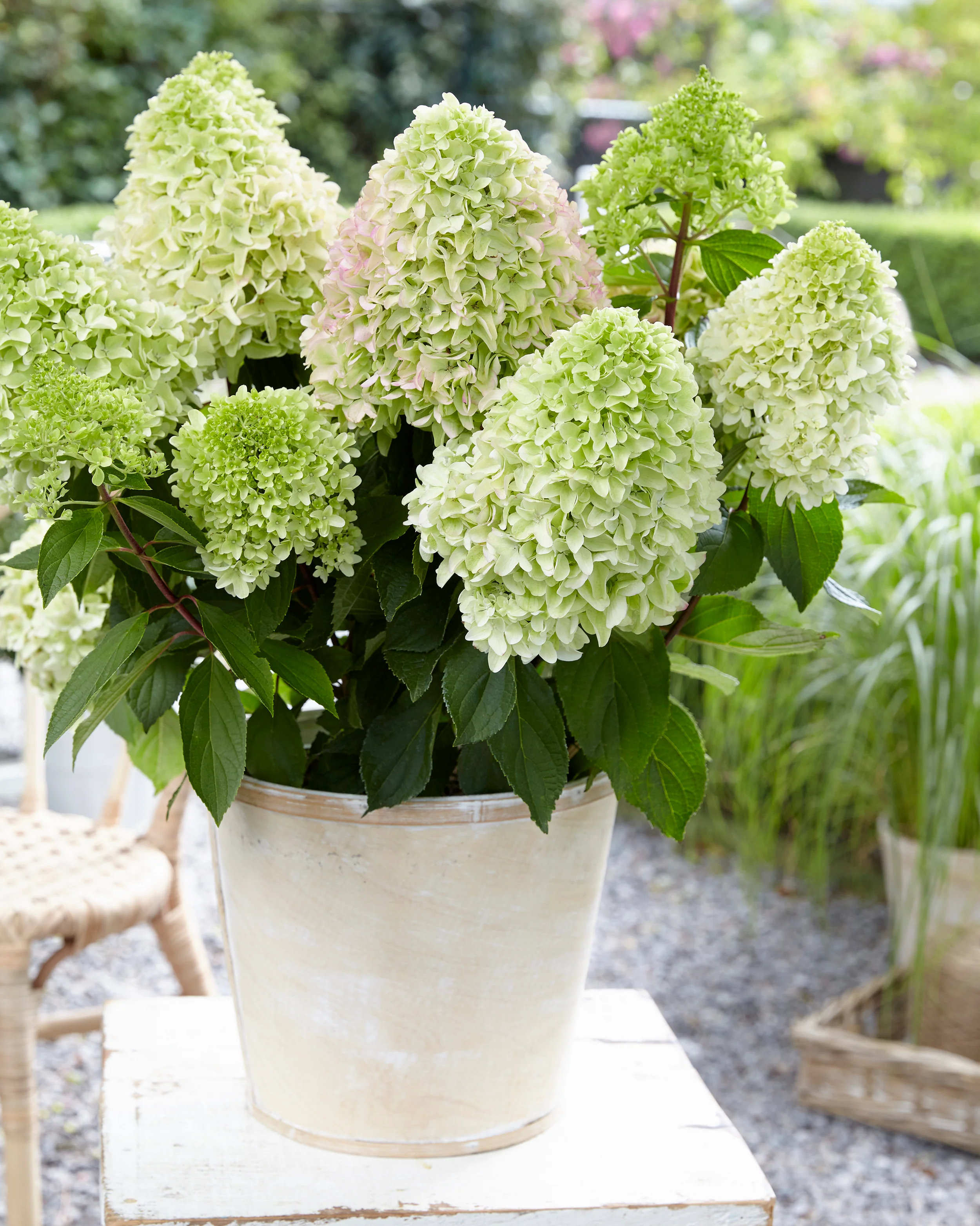 Hydrangea 'Little Fresco' - Image 12