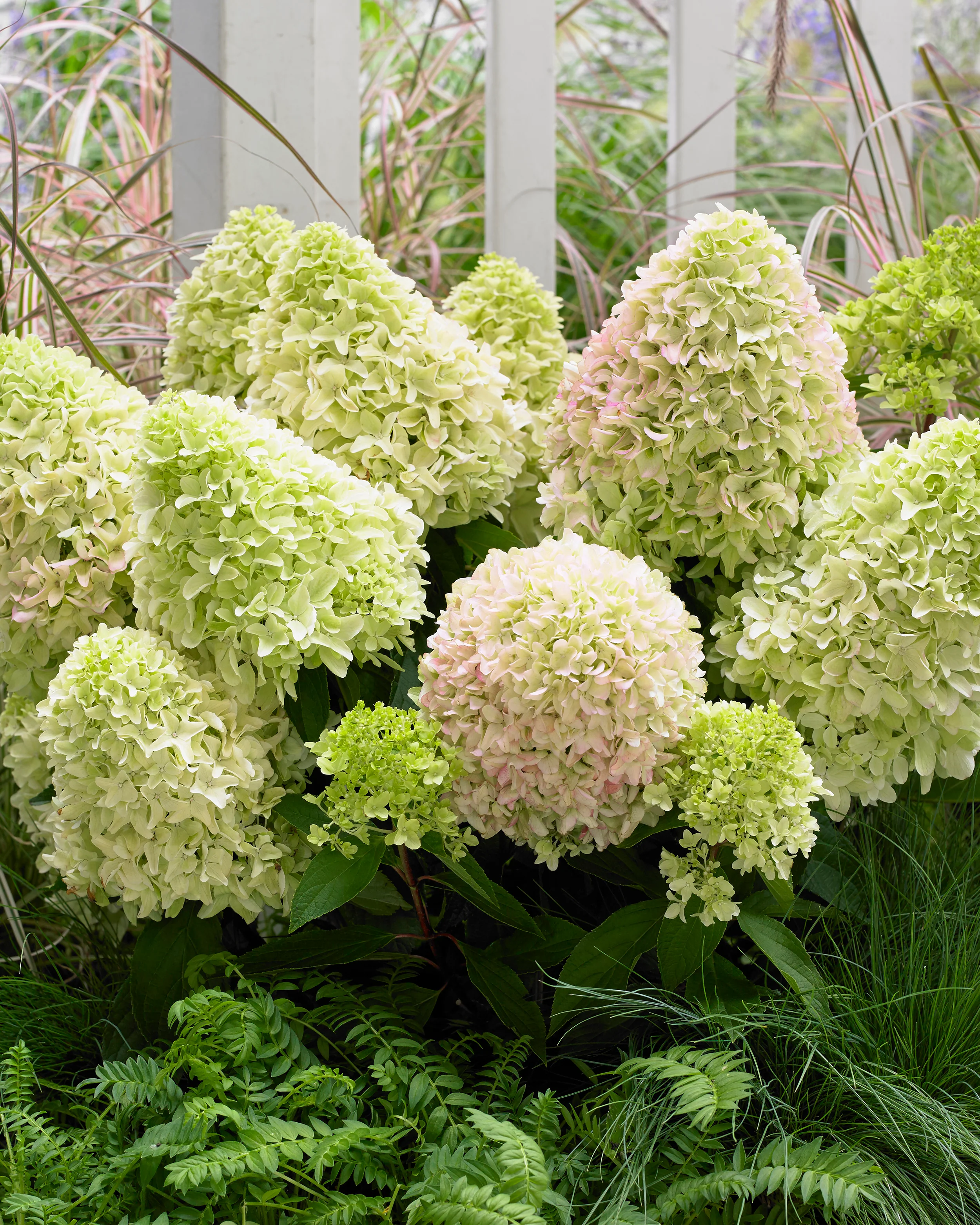 Hydrangea 'Little Fresco' - Image 2