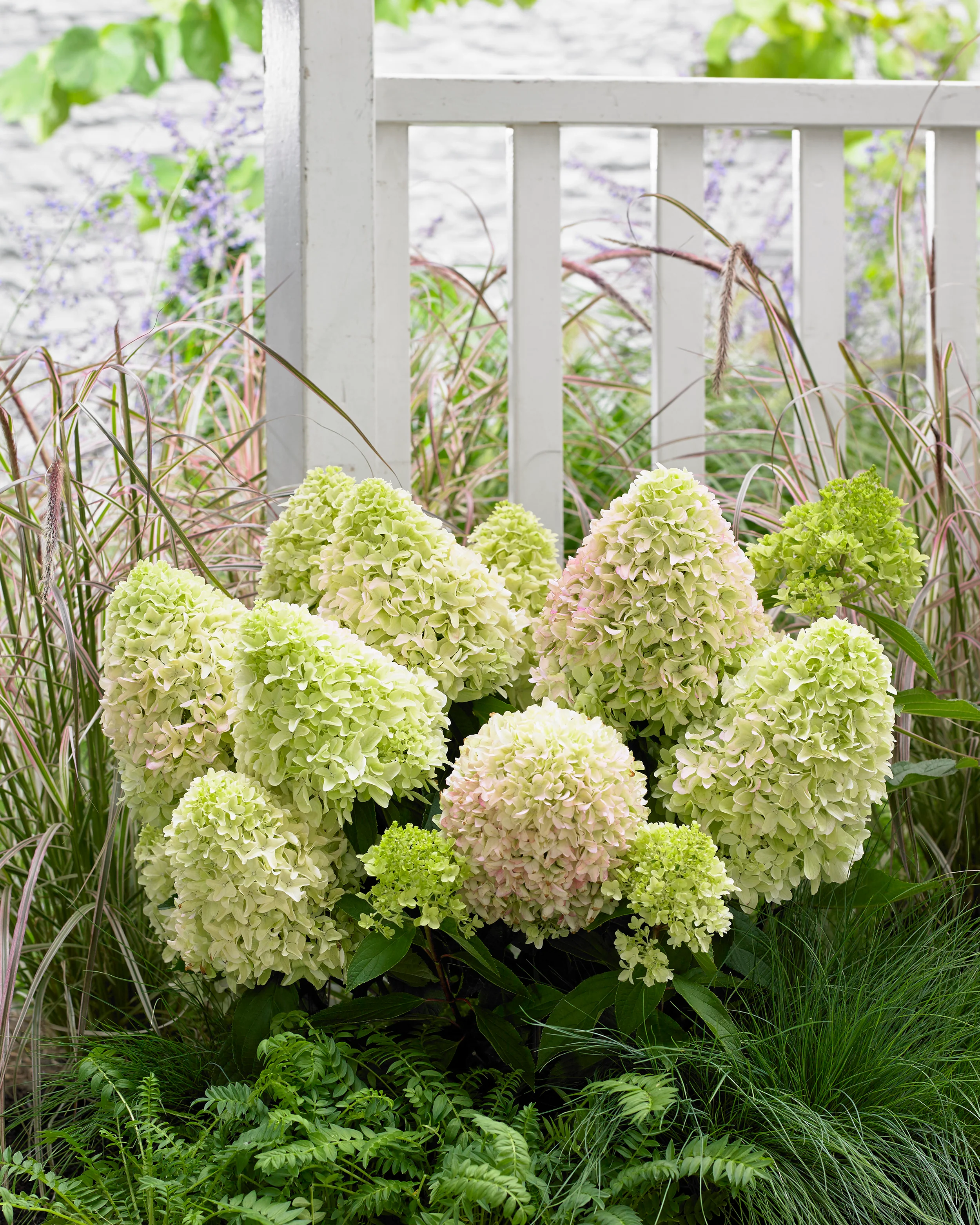 Hydrangea 'Little Fresco' - Image 5