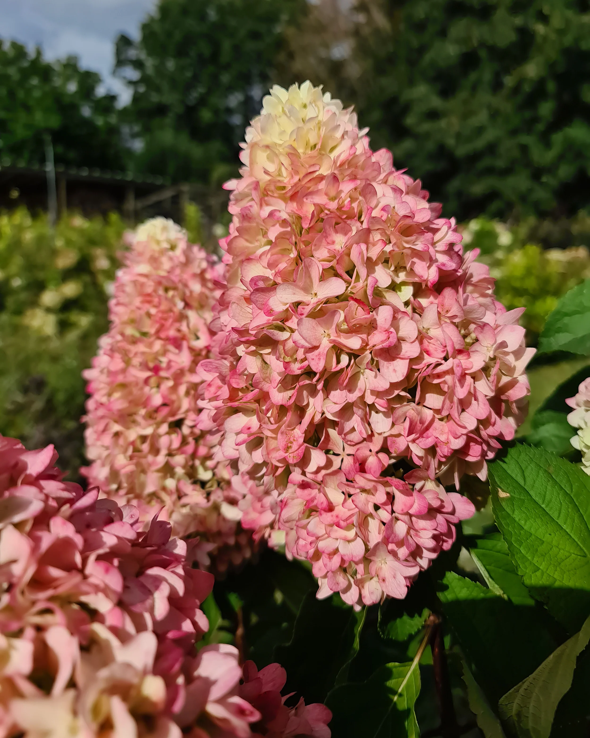 Hydrangea 'Little Fresco' - Image 7