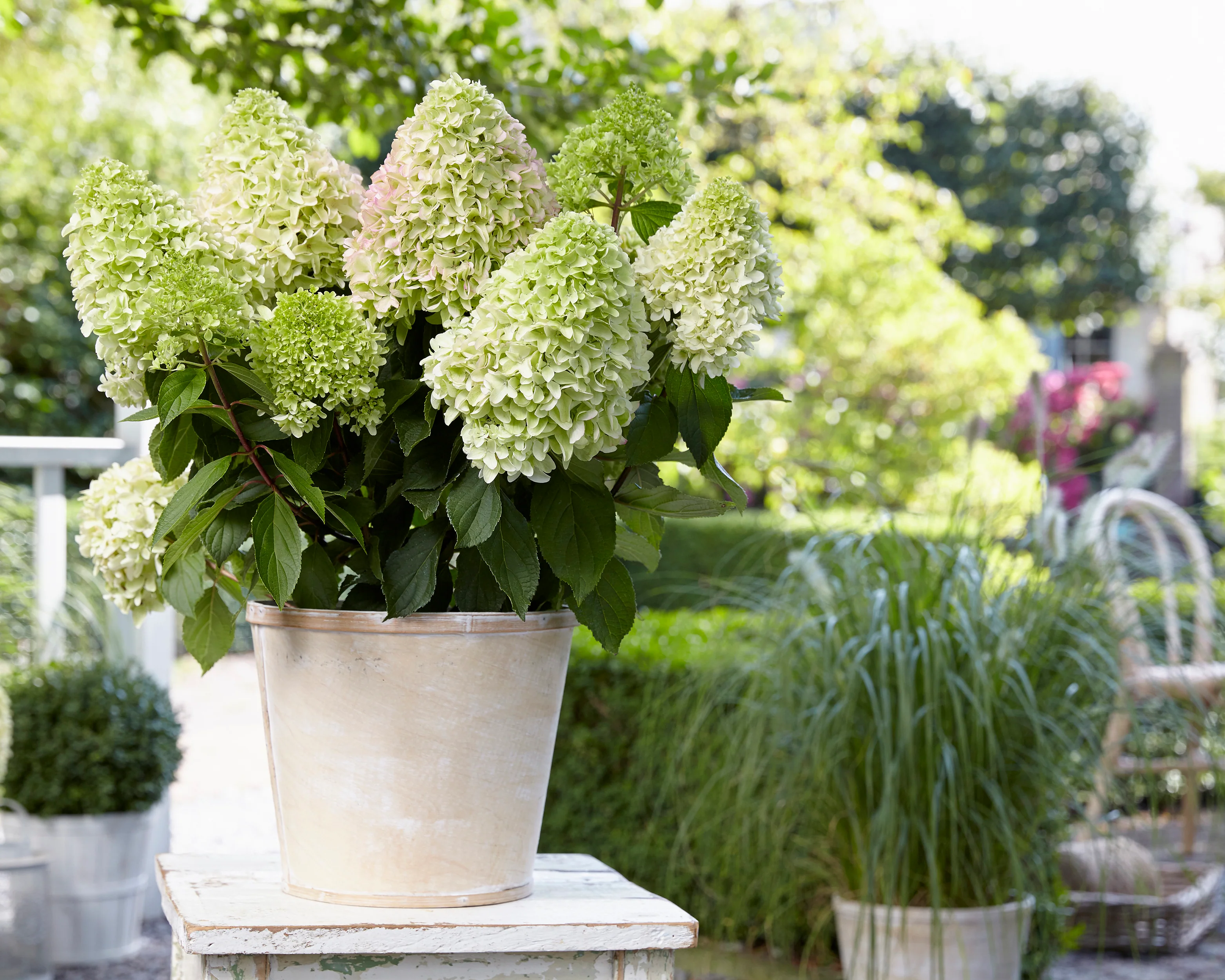 Hydrangea 'Little Fresco' - Image 9