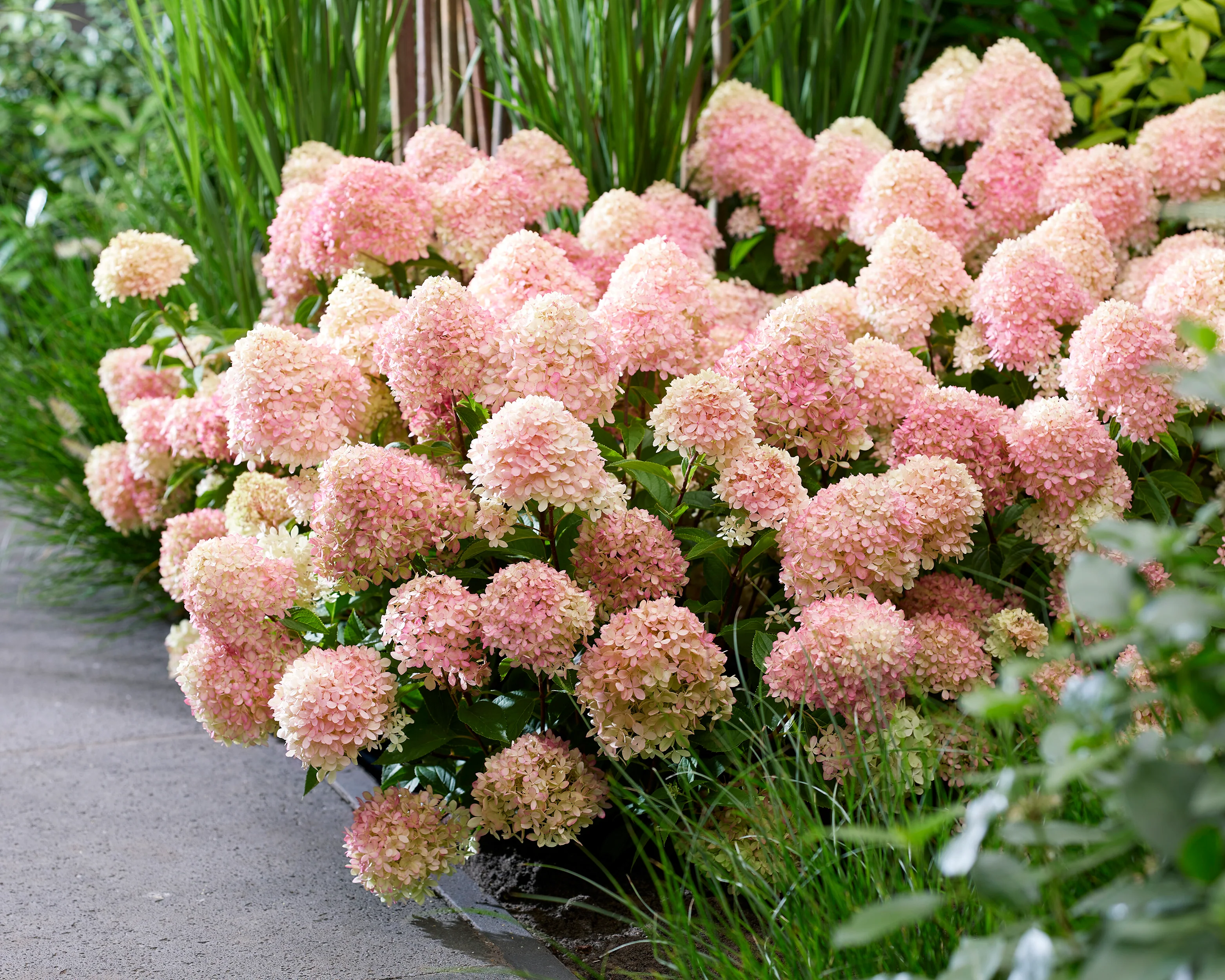 Hydrangea 'Little Love' - Image 11