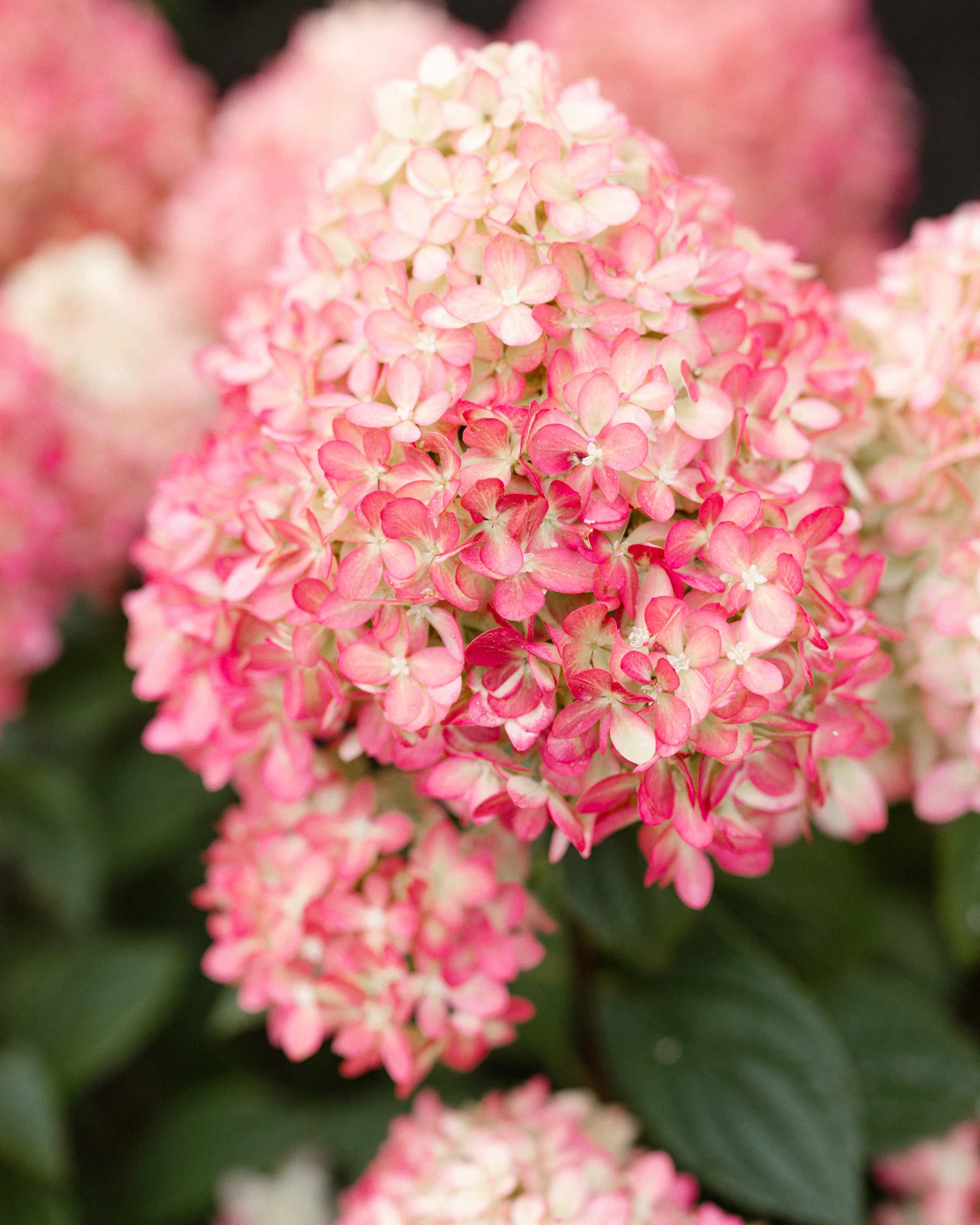 Hydrangea 'Little Love' - Image 12