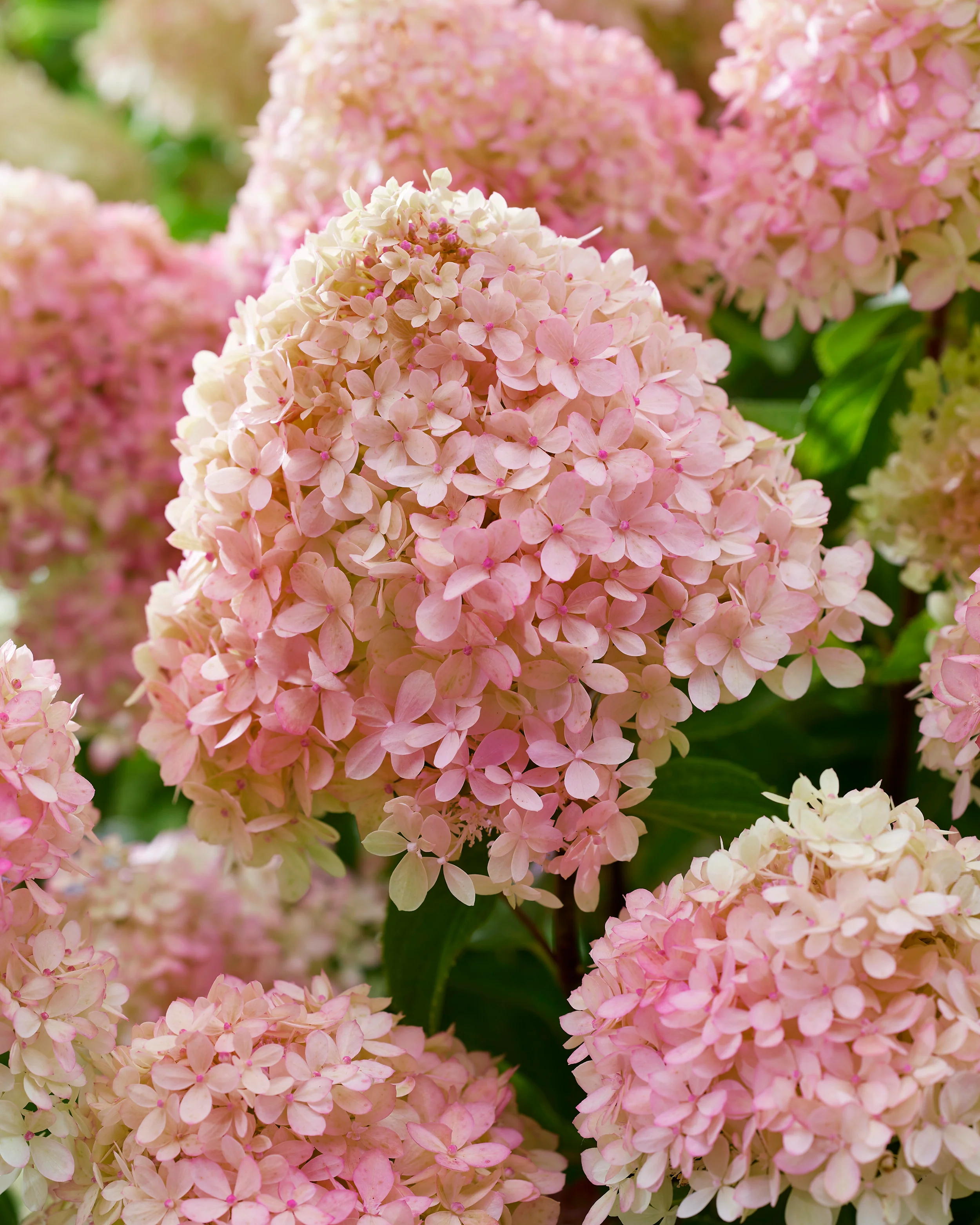 Hydrangea 'Little Love' - Image 13
