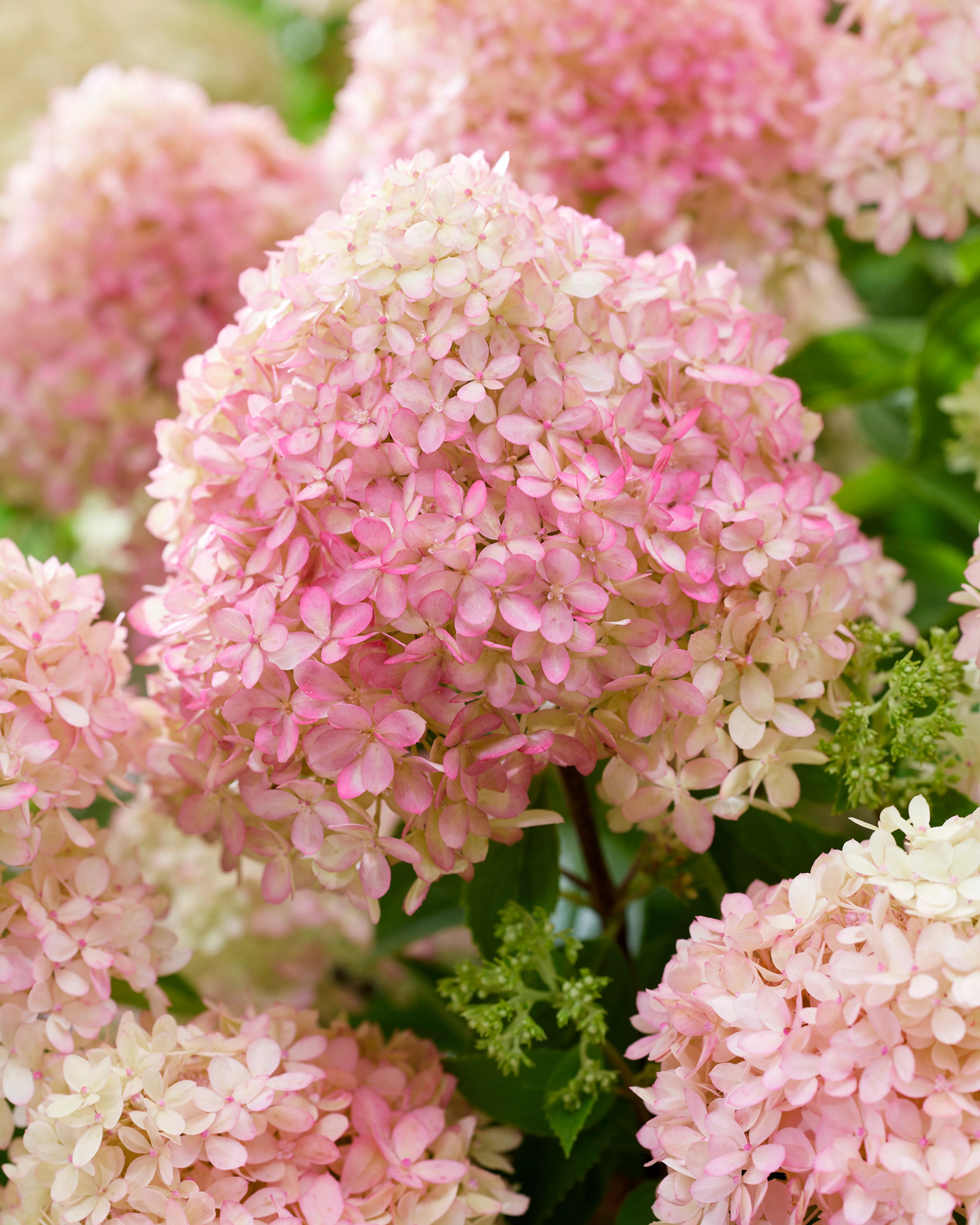 Hydrangea 'Little Love' - Image 2