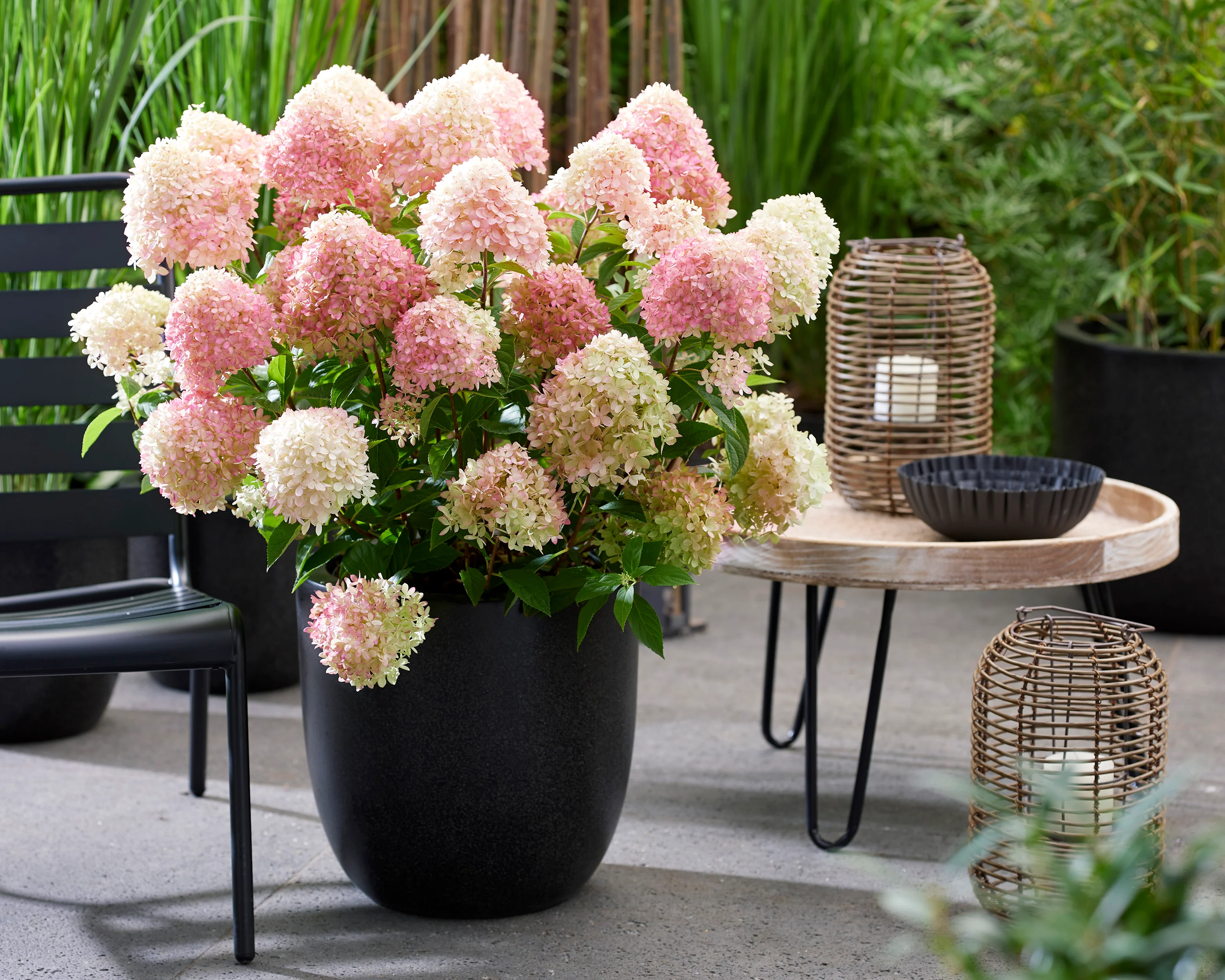 Hydrangea 'Little Love' - Image 3