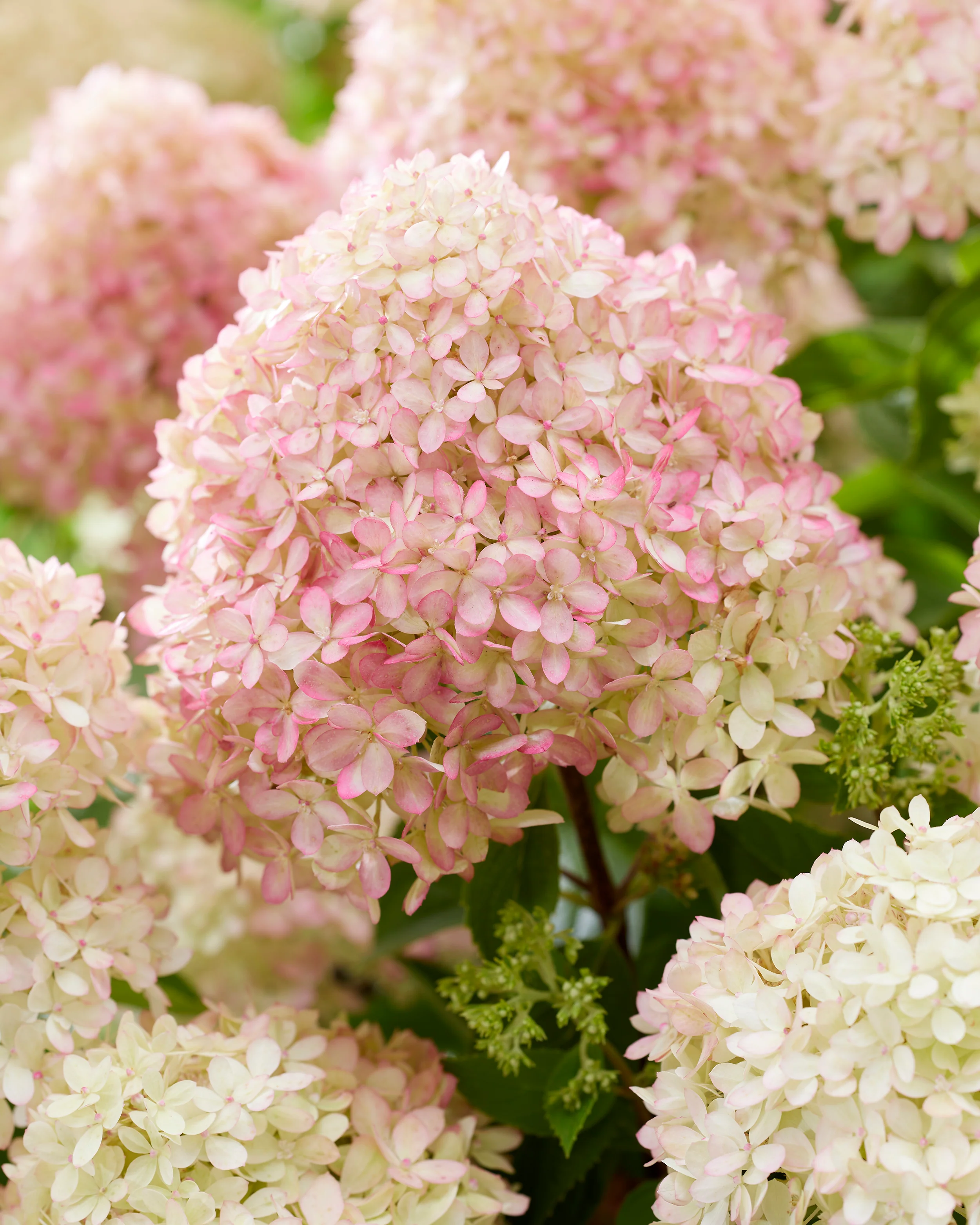 Hydrangea 'Little Love' - Image 4