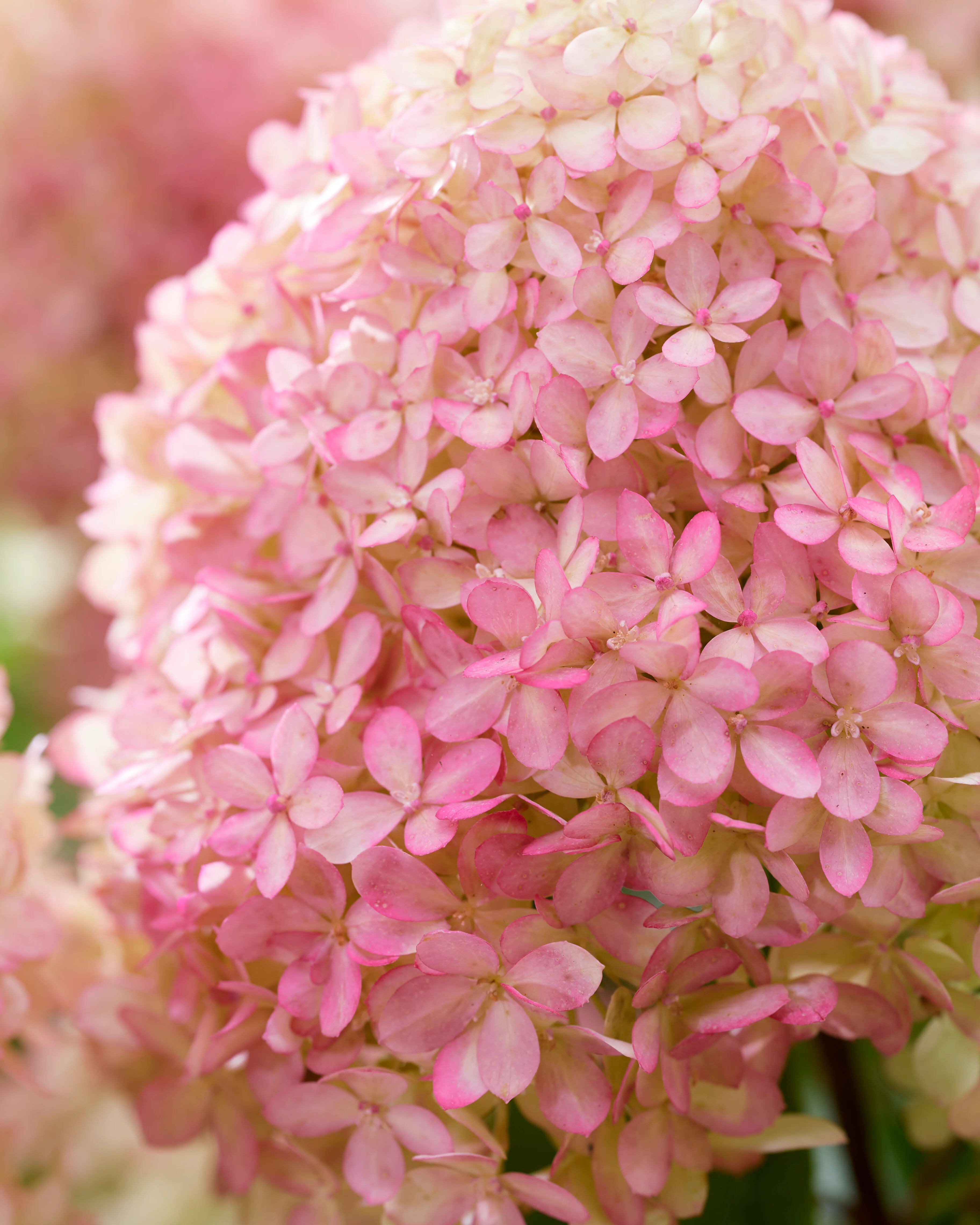 Hydrangea 'Little Love' - Image 5
