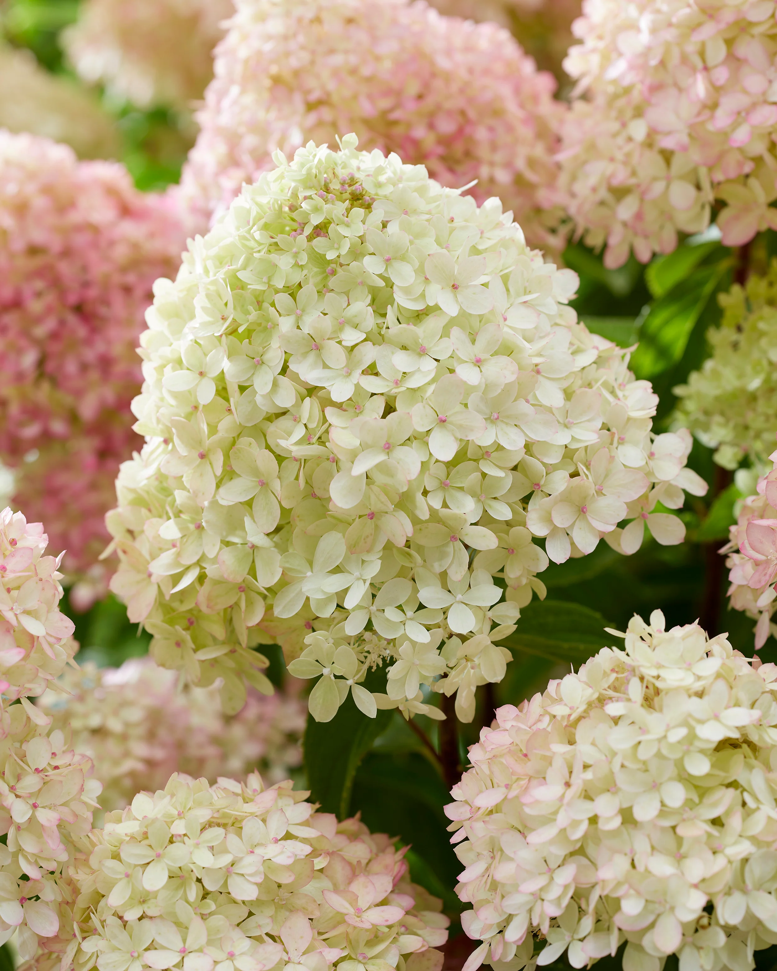 Hydrangea 'Little Love' - Image 7