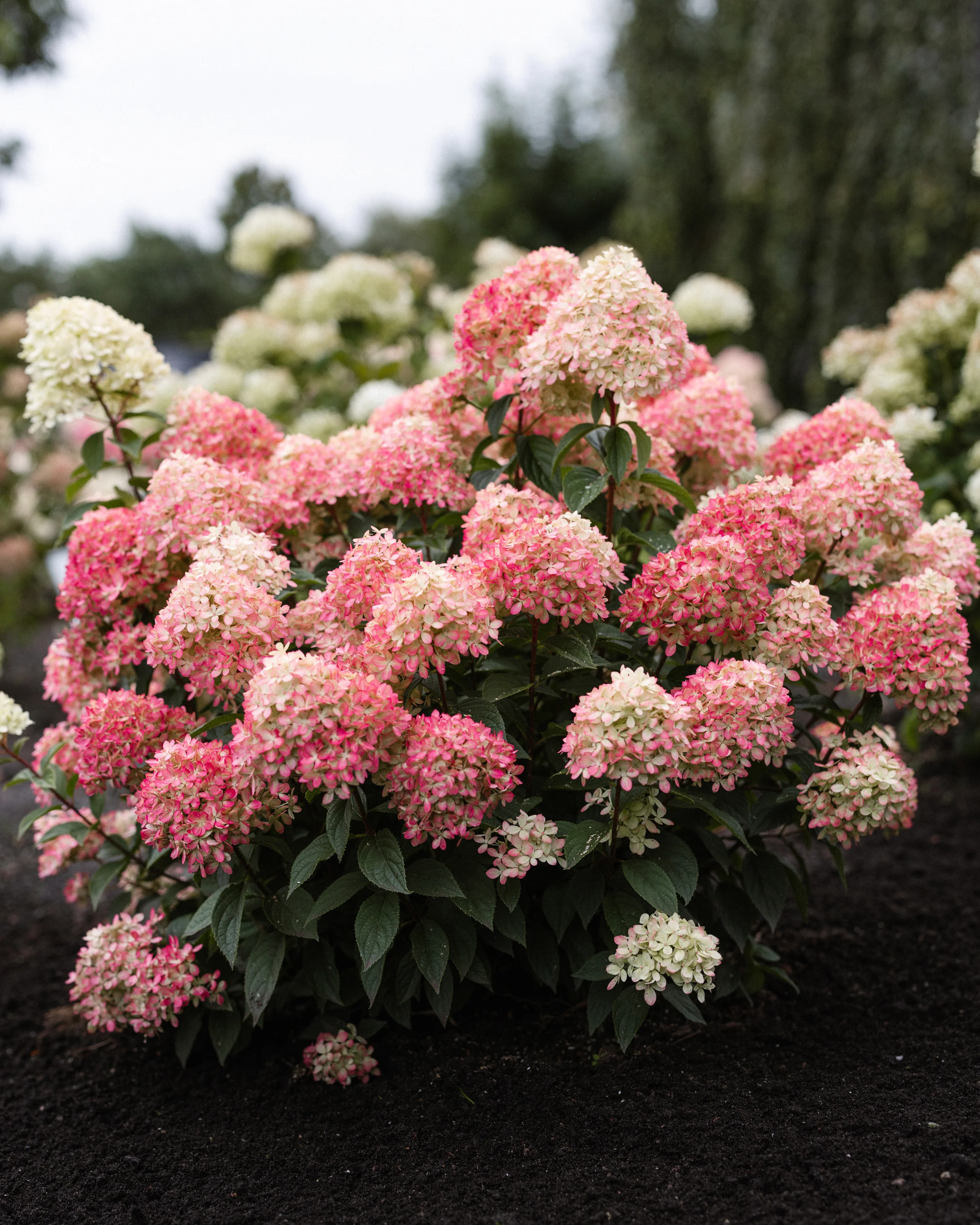 Hydrangea 'Little Love' - Image 8