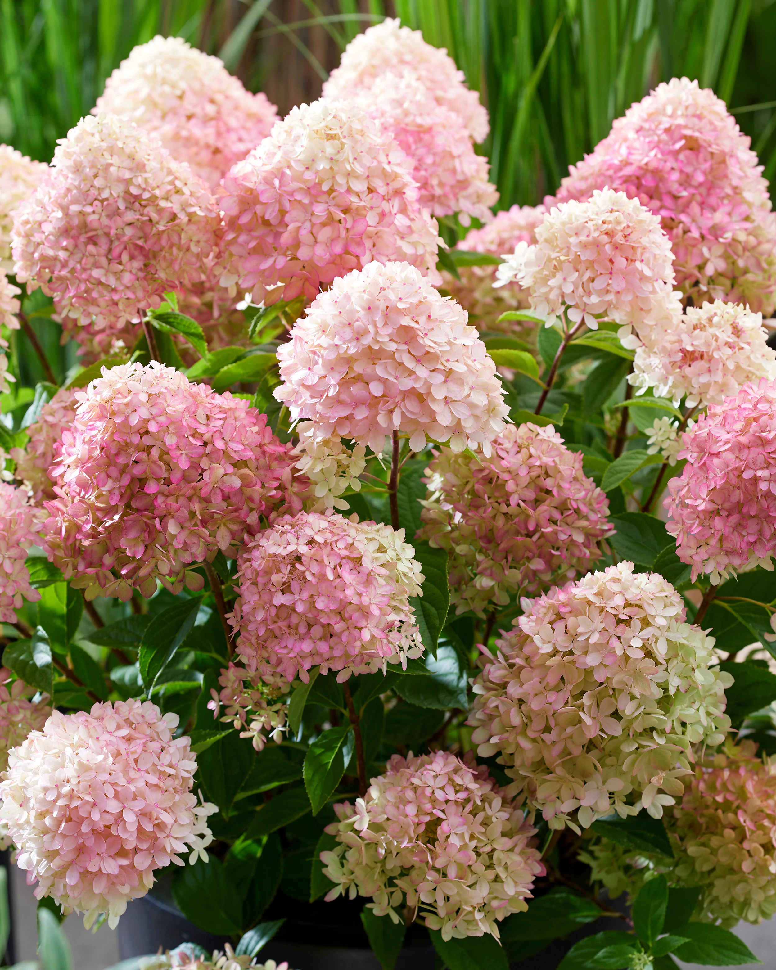 Hydrangea 'Little Love' - Image 9