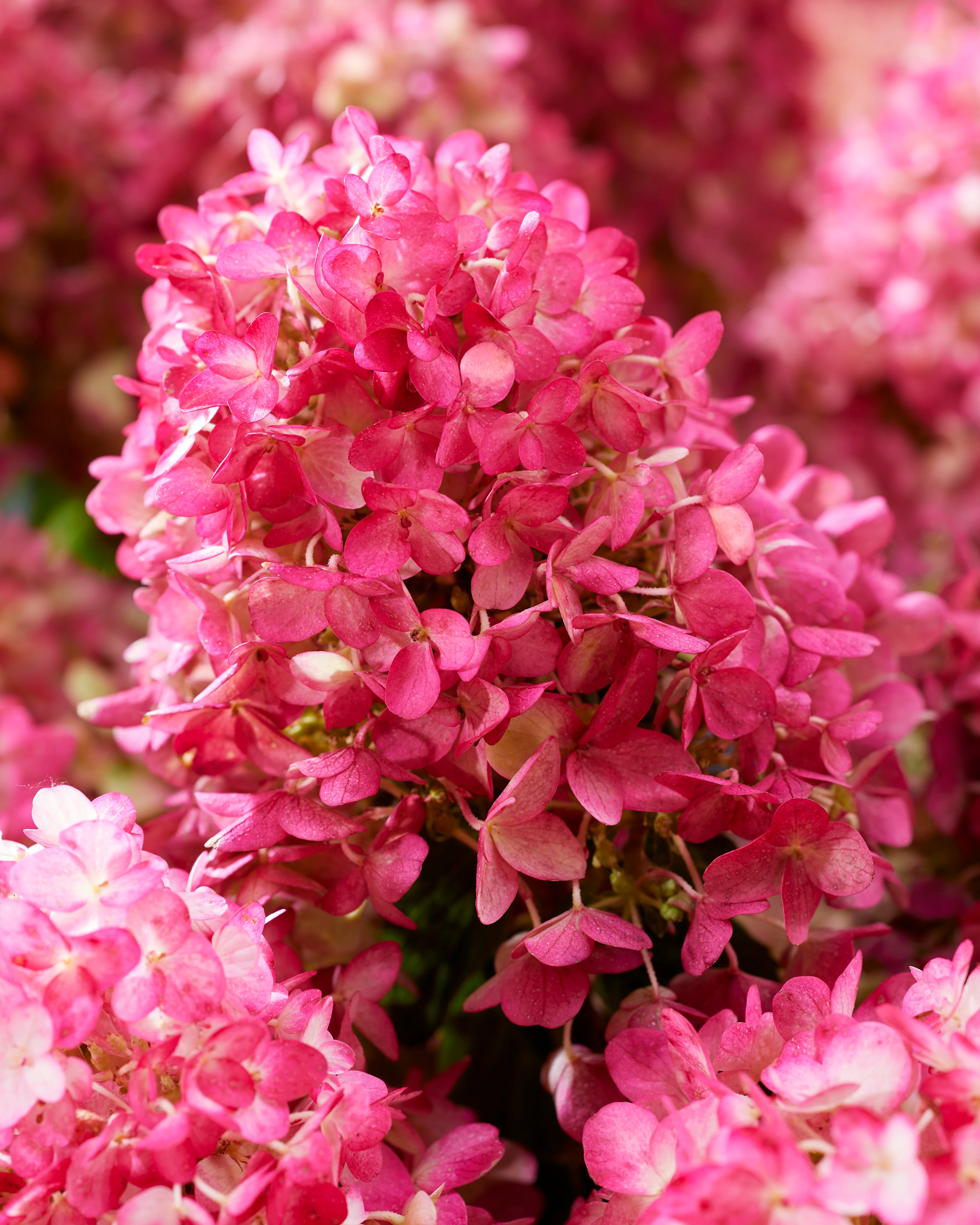 Hydrangea 'Little Rosy' - Image 2